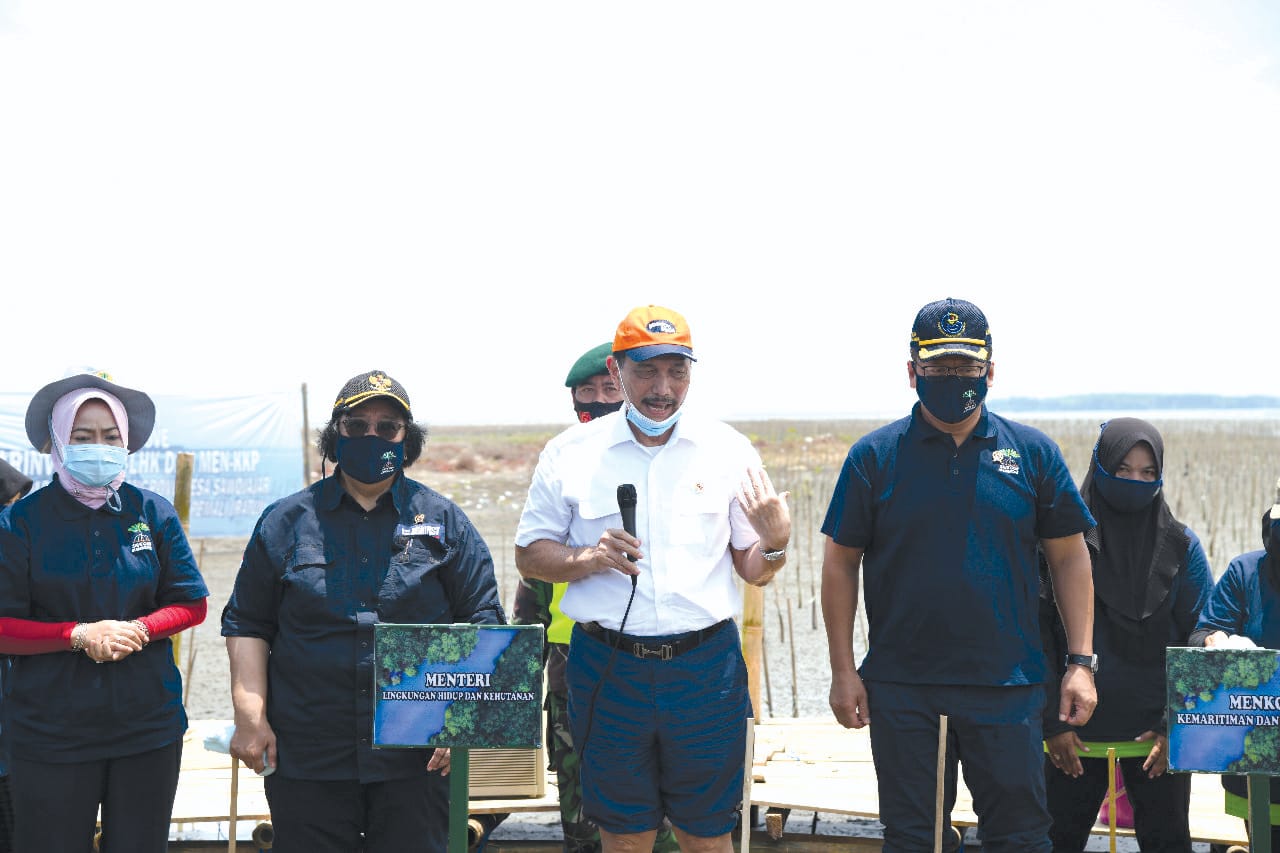 Kementerian LHK Dukung Padat Karya Lewat Penanaman Mangrove
