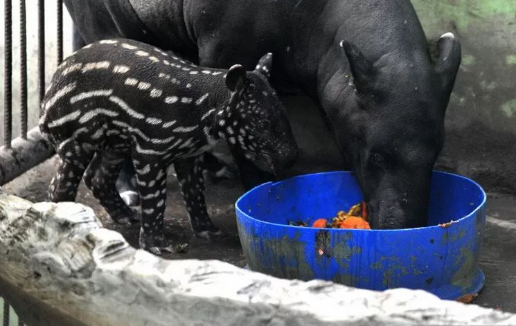 Anak tapir jantan bernama Arca makan bersama induknya yang bernama Kasih di dalam kandang Kebun Binatang Taman Rimba Jambi.