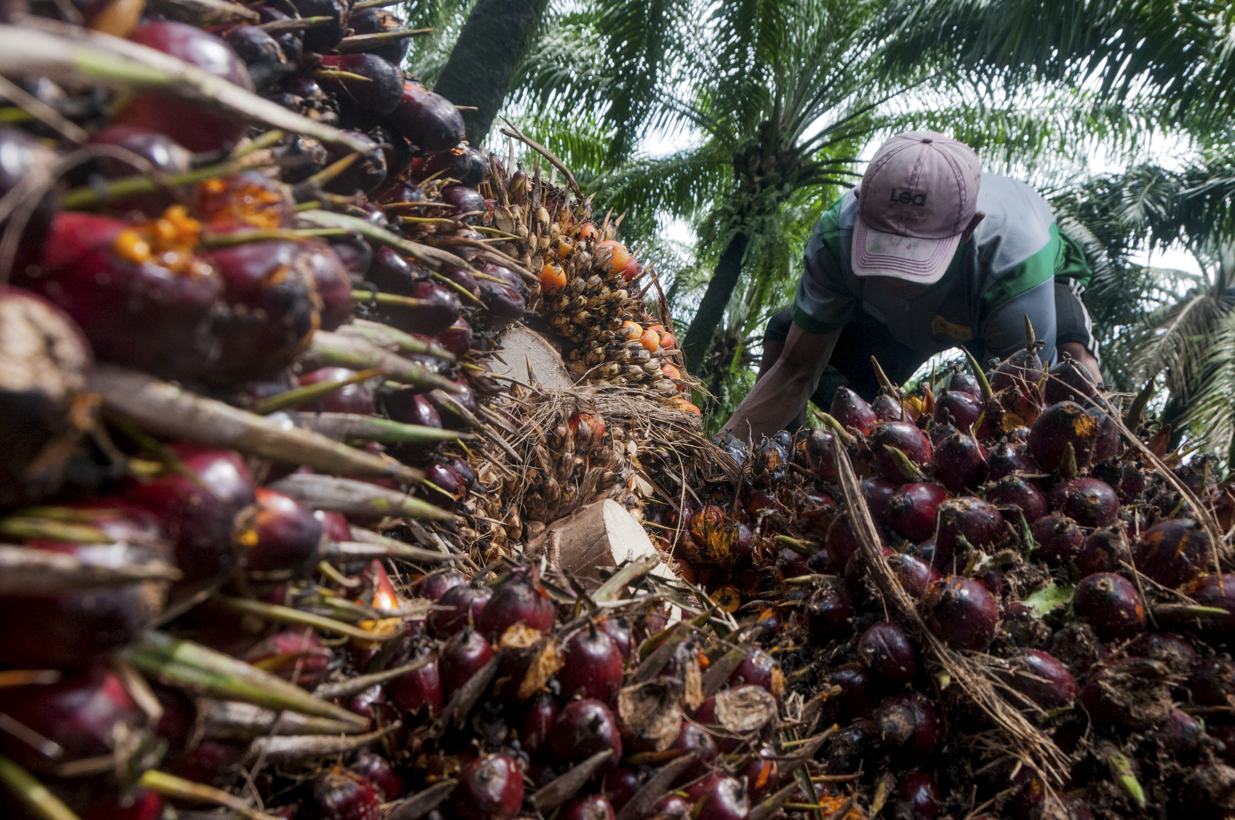 Petani Sawit Aceh Lega Harga TBS Berpihak Pada Petani