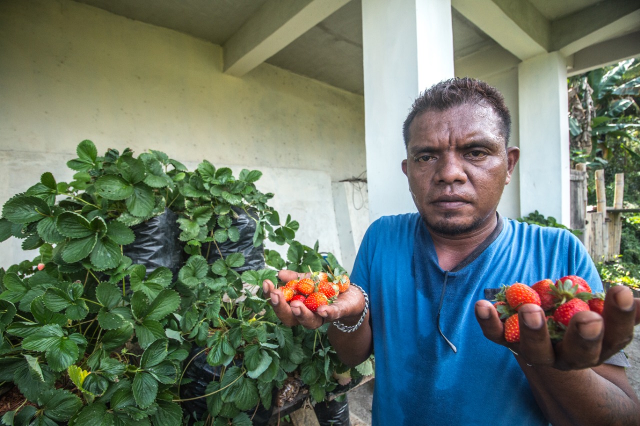 Lukas Ua dan stroberi yang dipanennya.