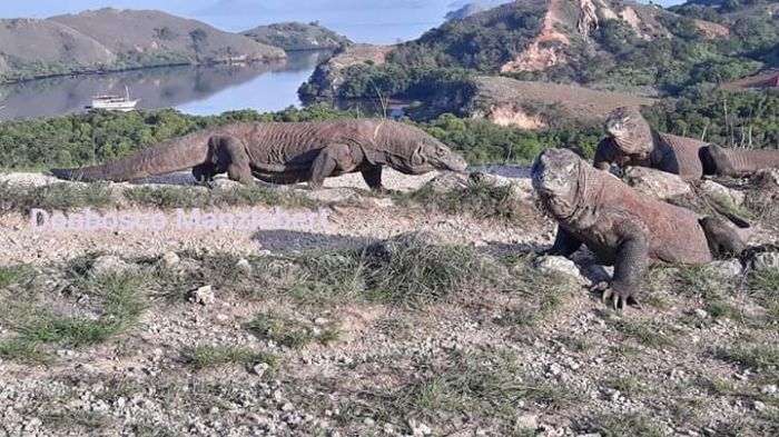 Taman Nasional Komodo 