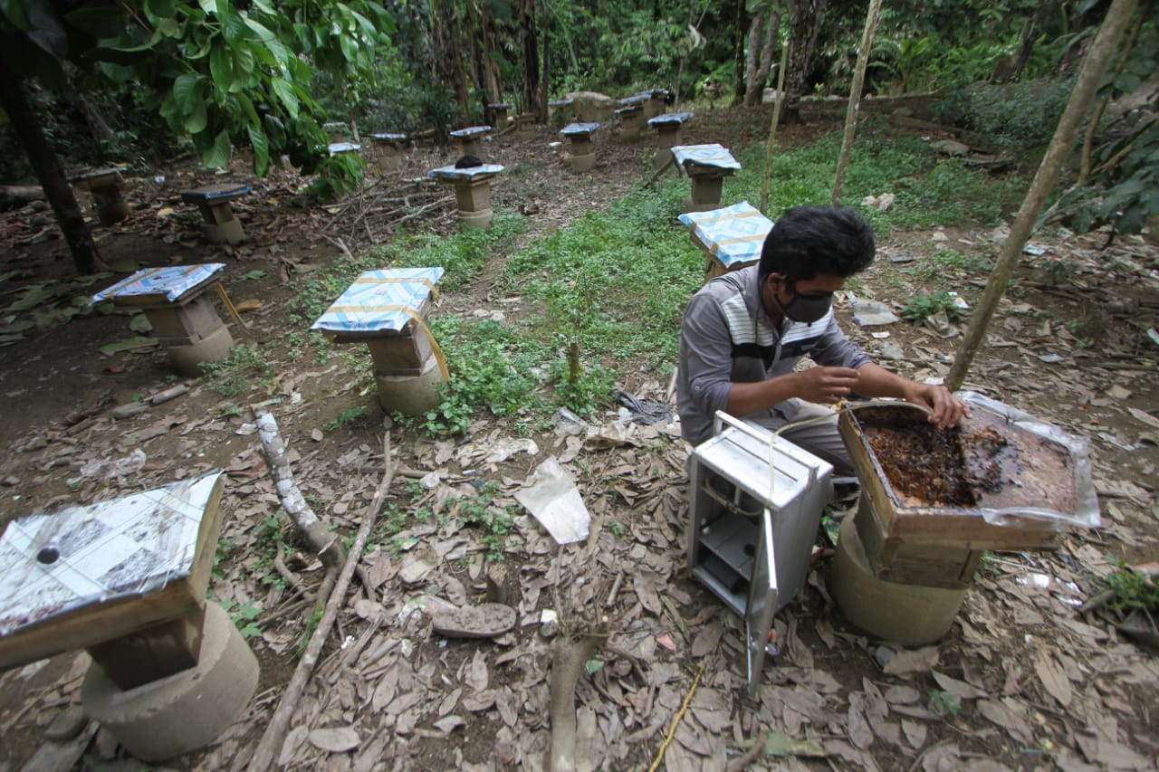 Petani lebah sedang membudidayakan madu kelulut (meliponini) di Desa Haruyan Dayak, Pegunungan Meratus, Kalsel.