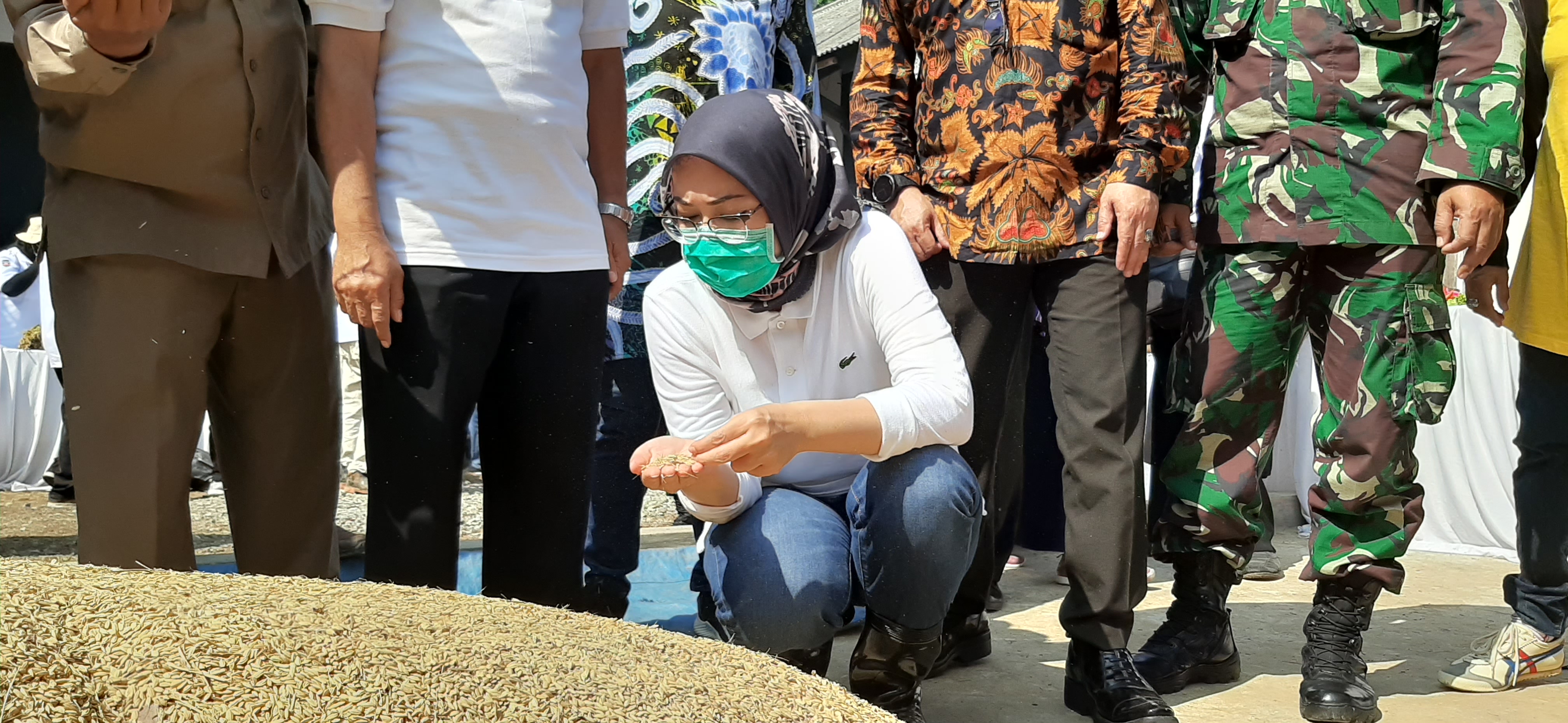 Bupati Purwakarta Anne Ratna Mustika sedang memeriksa gabah hasil panen dilahan pertanian milik pemkab.
