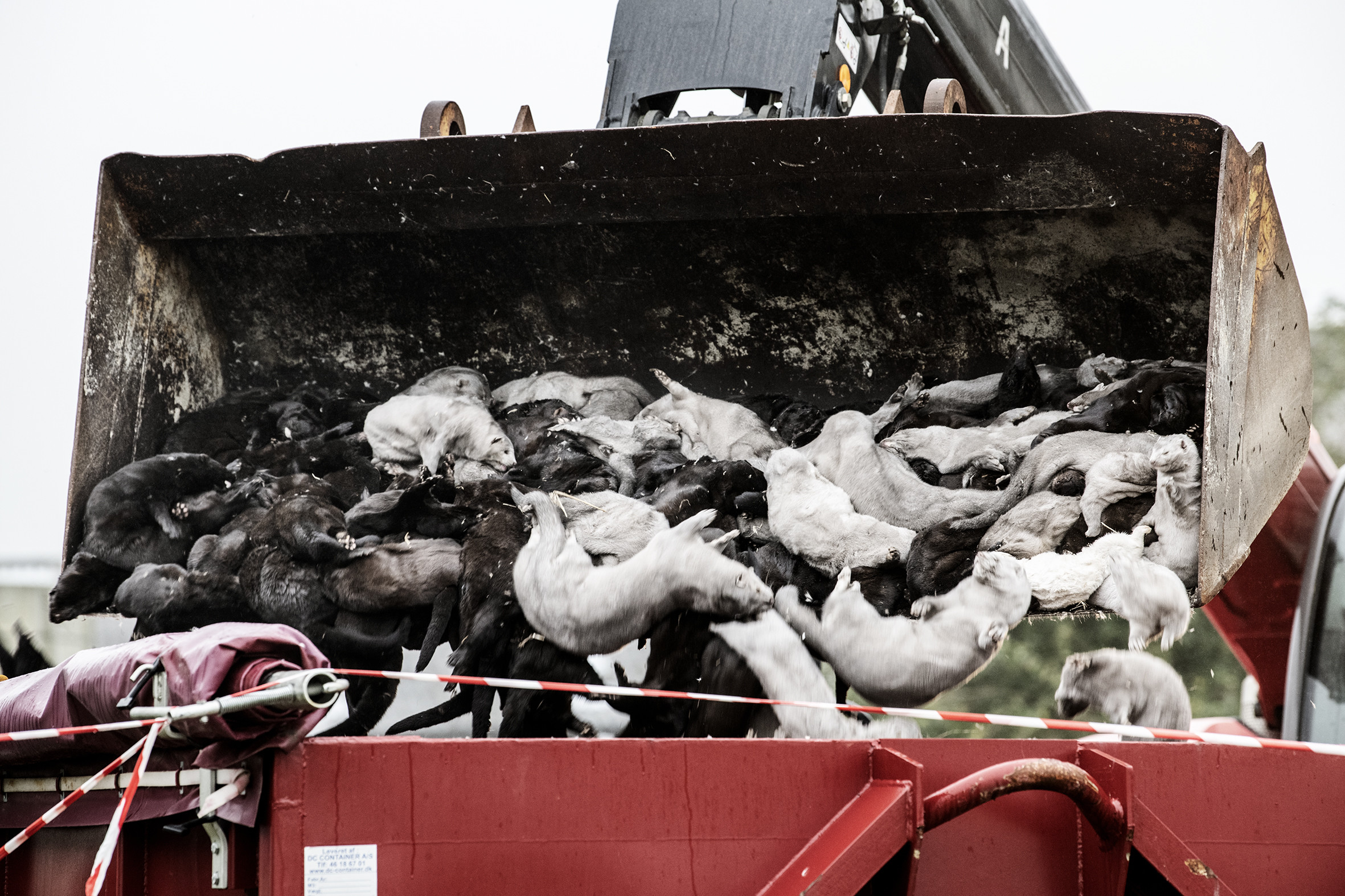 Ratusan bangkai cerpelai akan dimusnahkan di sebuah peternakan di Denmark setelah ditemukan versi mutasi covid-19.