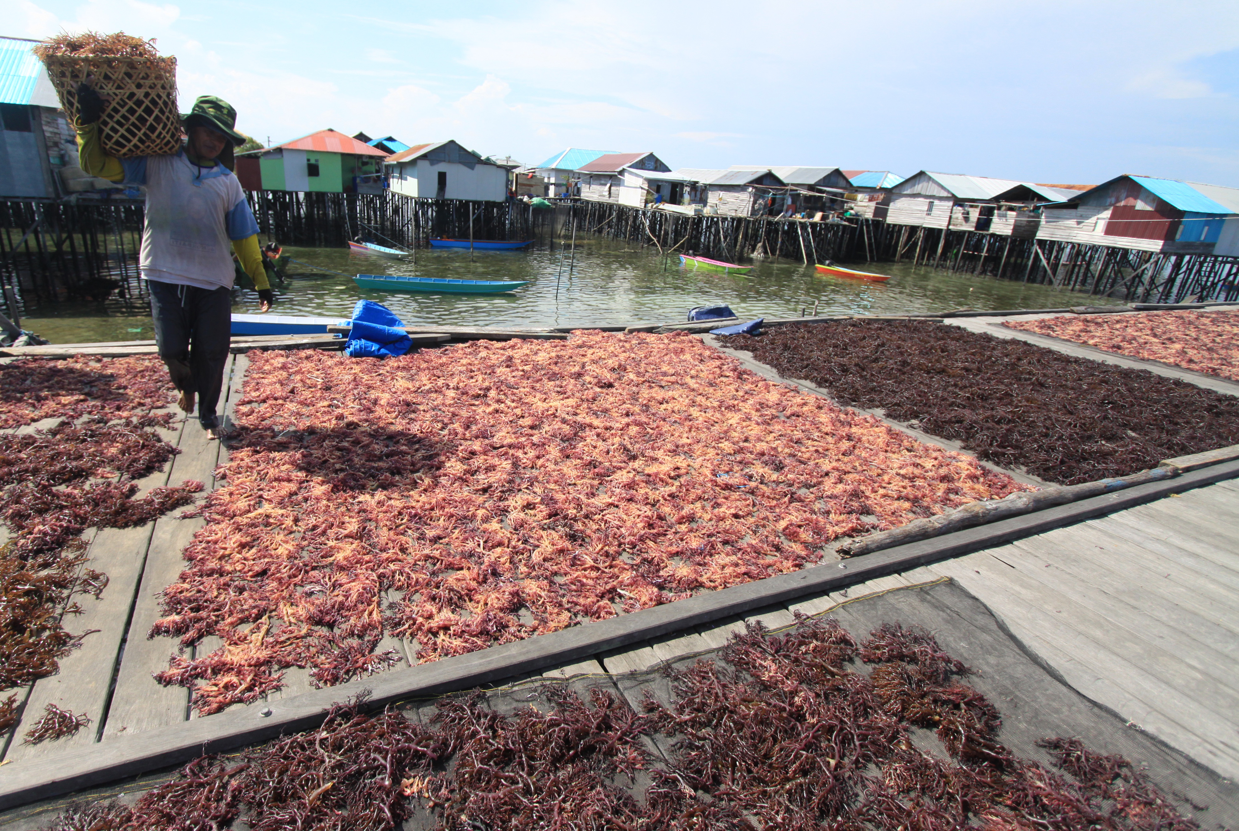 Pembudidaya rumput laut mengeringkan rumput laut