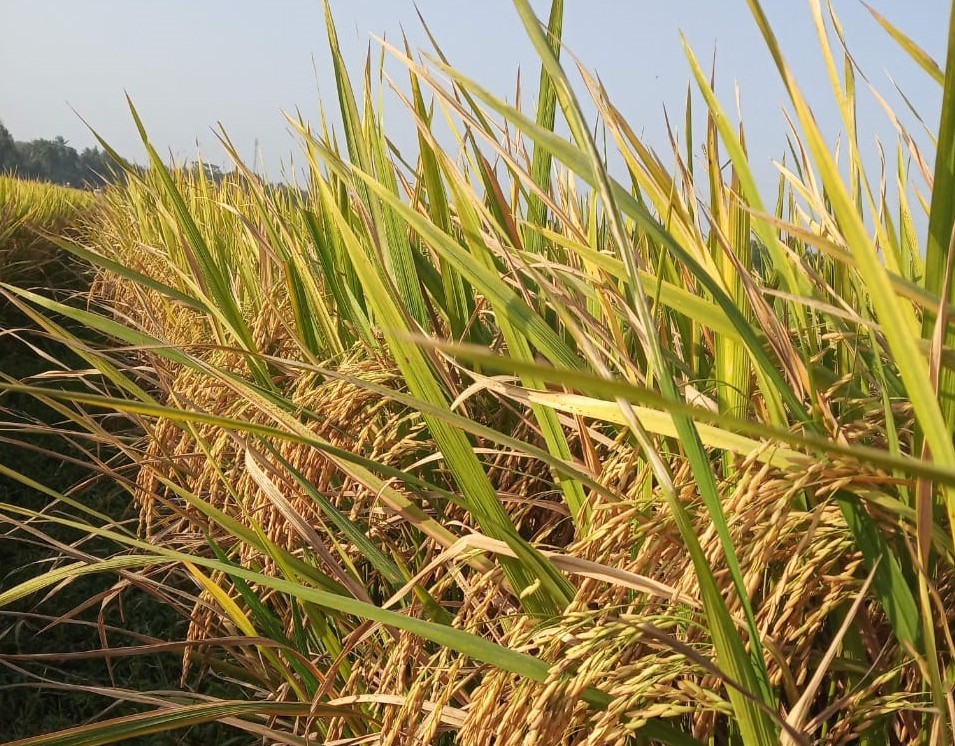 Varies padi baru memiliki kandungan protein tinggi.