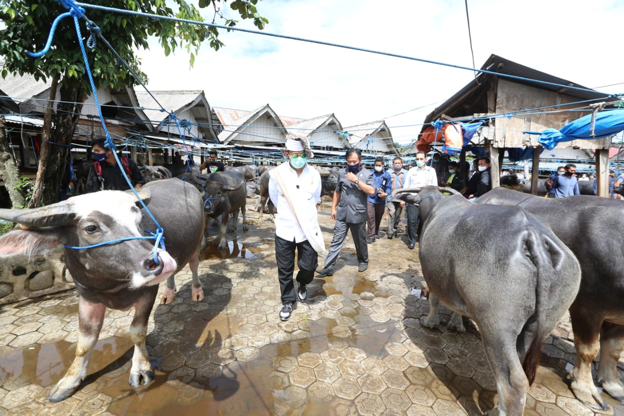 Mentan Syahrul Yasin Limpo meninjau Pasar Hewan Ternak di Kelurahan Tallunglipu, Kabupaten Toraja Utara, Provinsi Sulsel, Sabtu (28/11).