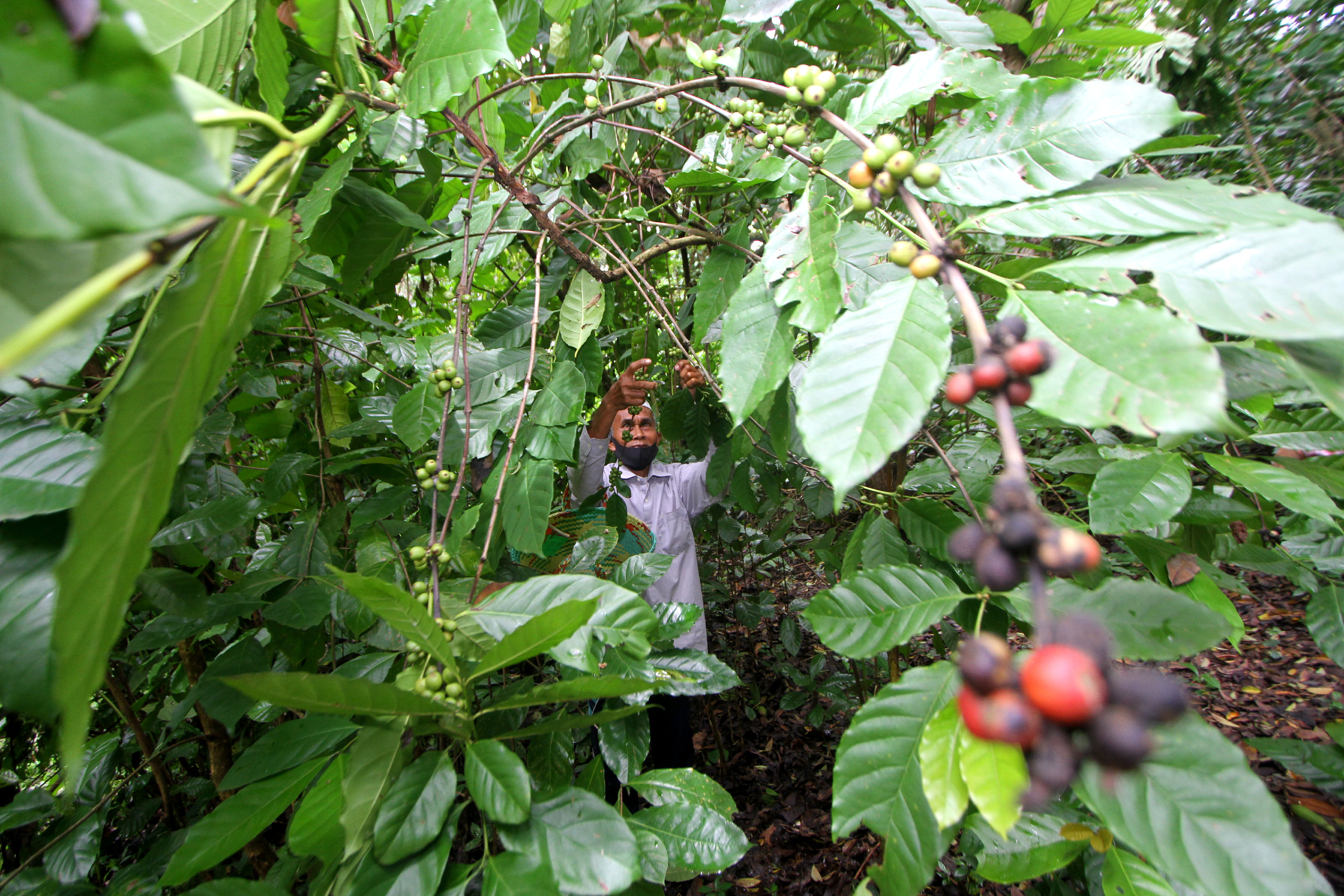 KOPI ROBUSTA ARANIO: Petani memetik kopi jenis robusta di hutan kopi Bukit Batas Dusun Tiwingan Baru, Kecamatan Aranio, Kabupaten Banjar
