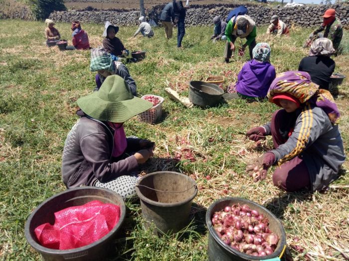 Petani di Kecamatan Uluer Kabupaten Bantaeng, Sulawesi Selatan sedang memanen bawang merah varietas baru khas lokal bernama Lokana.  