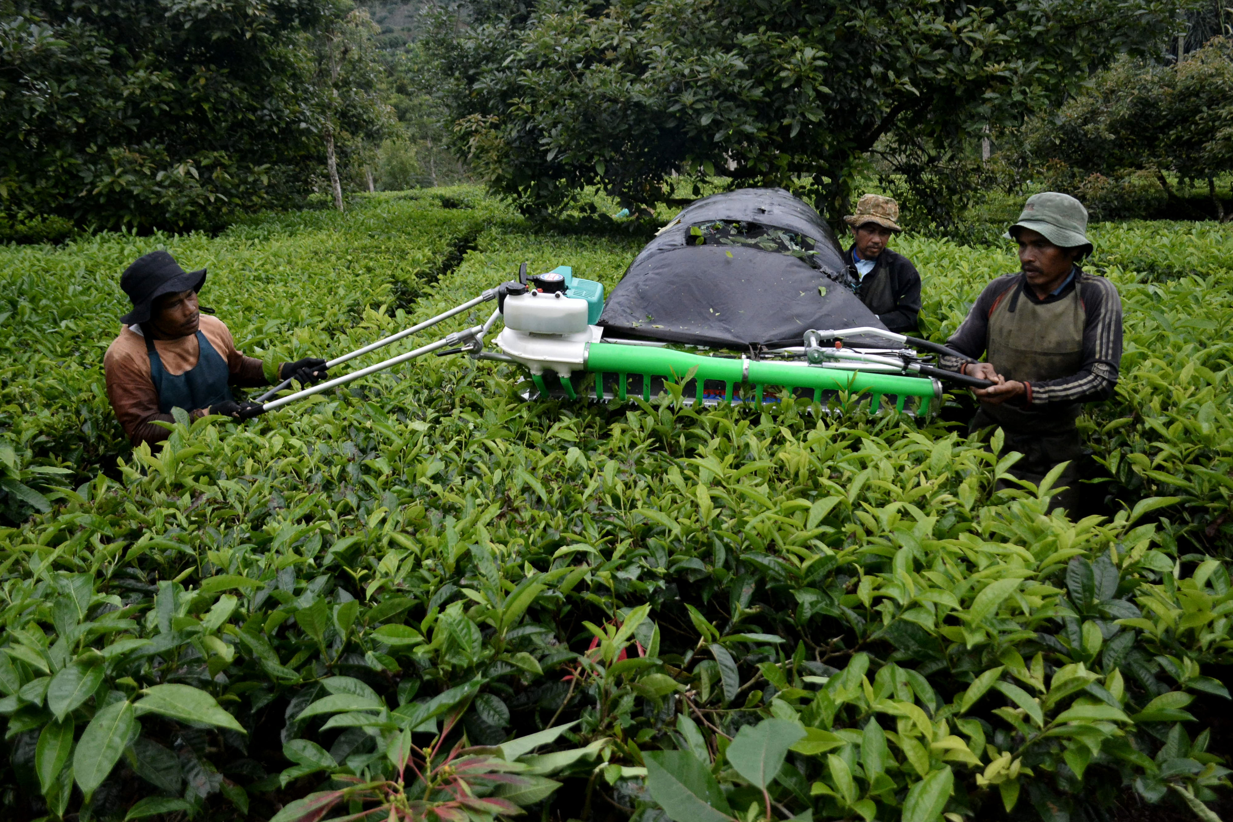 Petani menyortir daun teh di perkebunan PTPN VIII Dayeuhmanggung, Garut, Jawa Barat, Jumat (23/10).