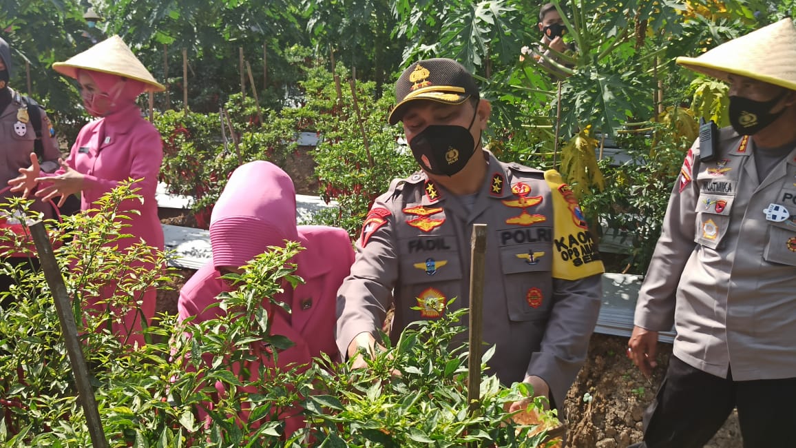  Kapolda Jatim Irjen M Fadil Imran bersama Bhayangkari melakukan panen raya sayuran dan tabur benih ikan di Kabupaten Sidoarjo, Rabu (11/11)