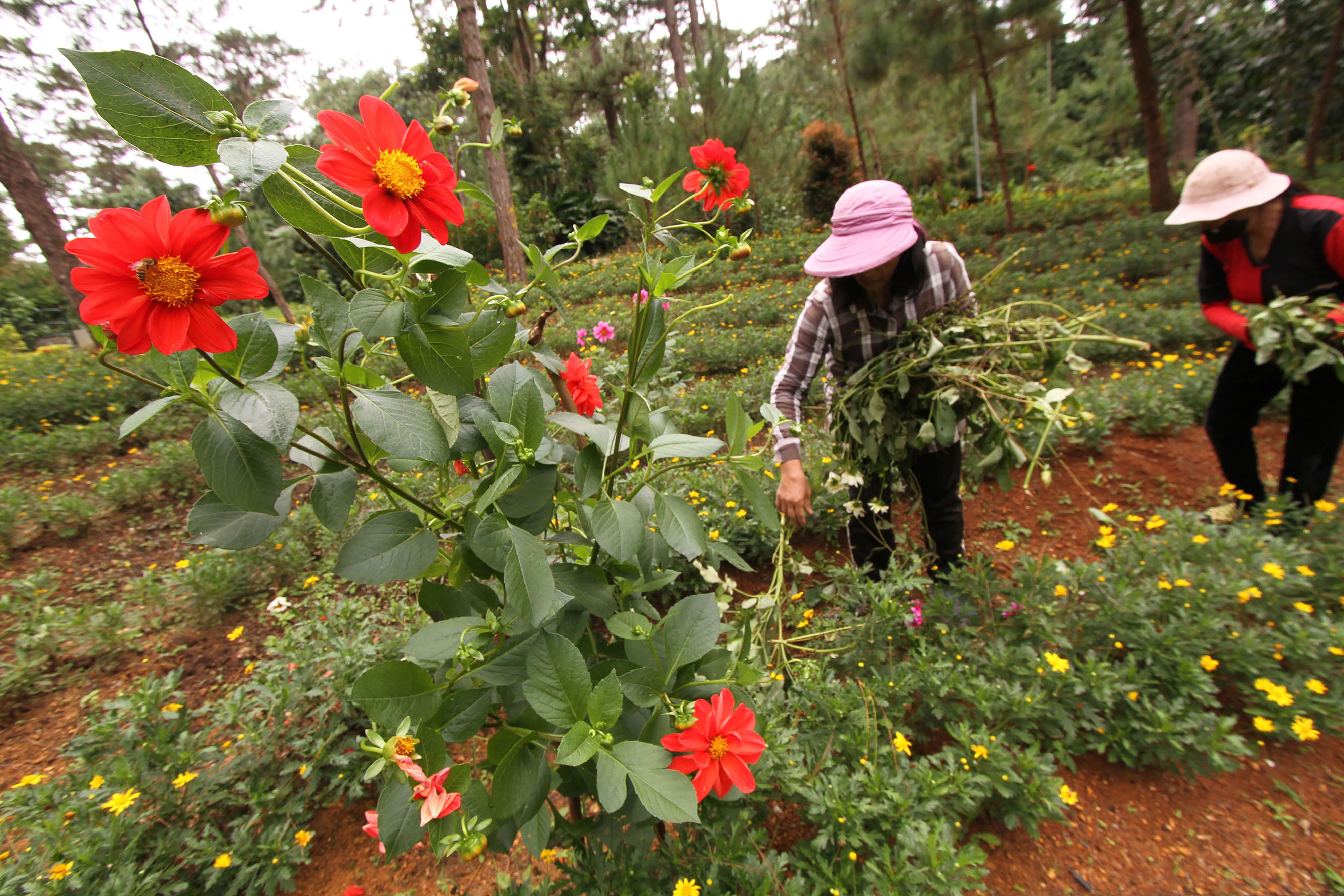 Warga mencari tanaman di sebiuah taman di Baguio City, Filipina