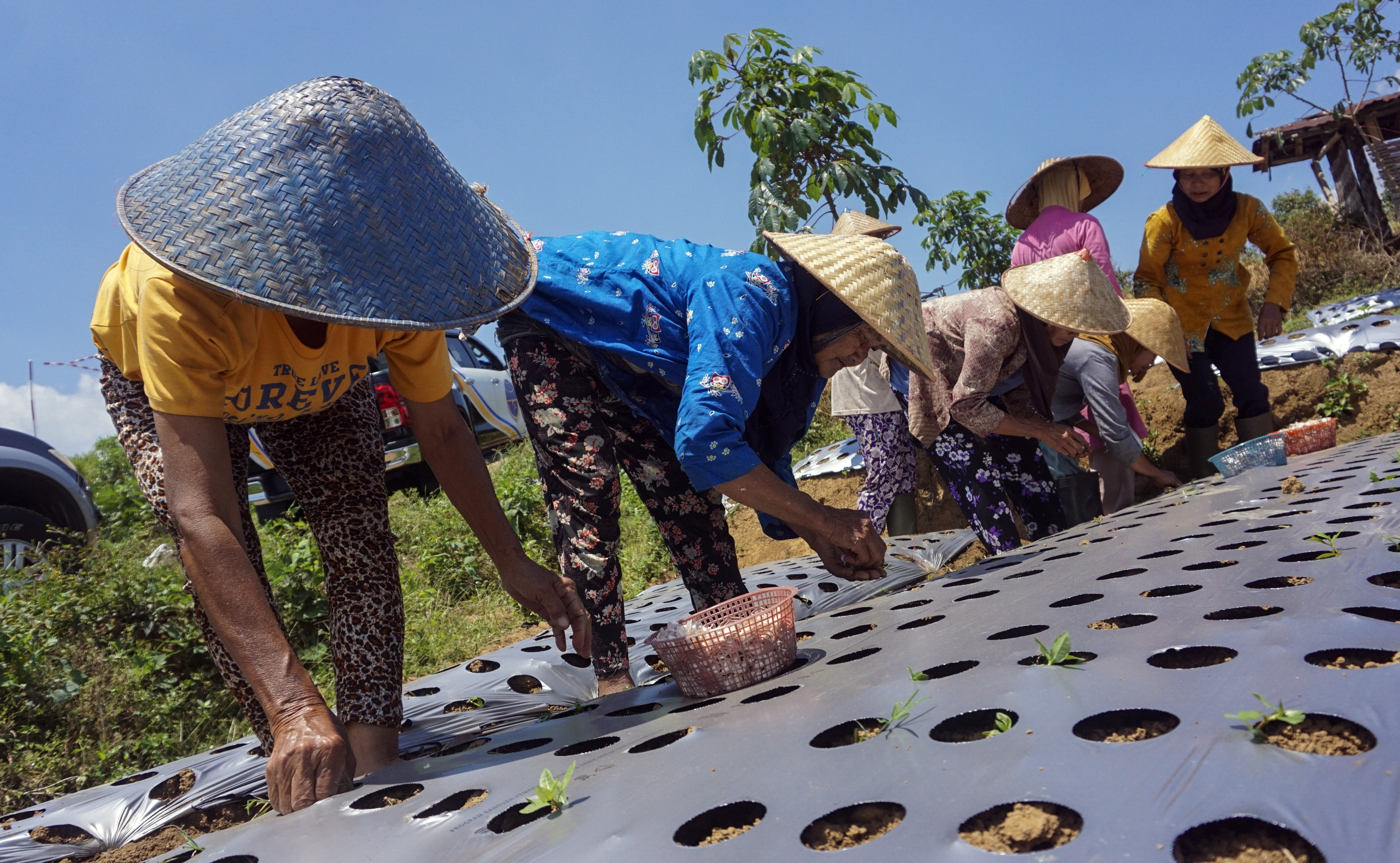 UPAYA PENGUATAN KETAHANAN PANGAN BAWANG PUTIH: Sejumlah petani menanam benih bawang putih di Bawang, Kabupaten Batang, Jawa Tengah.