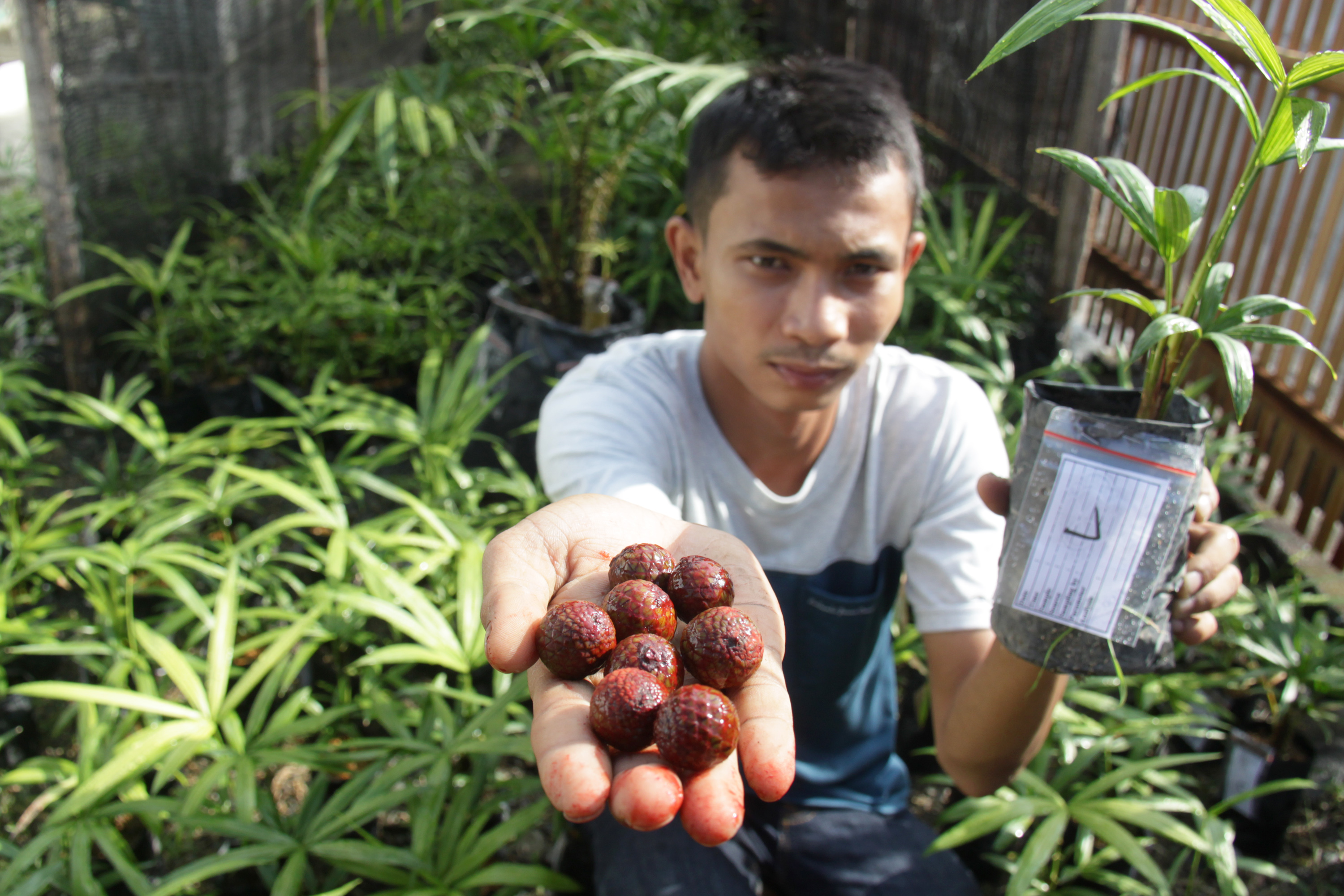 Petani jernang di Aceh menunjukkan hasil panennya.