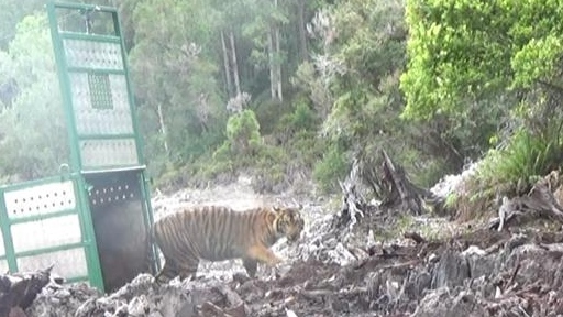 Sri Nabilla, seekor Harimau Sumatra asal Tapanuli Selatan, saat dilepasliarkan di Taman Nasional Gunung Leuser, Aceh, Selasa 3 November 2020