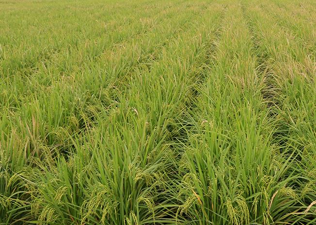 Kementan mengembangkan varietas padi dengan tinggi kandungan Zinc untuk turut atasi masalah stunting. 