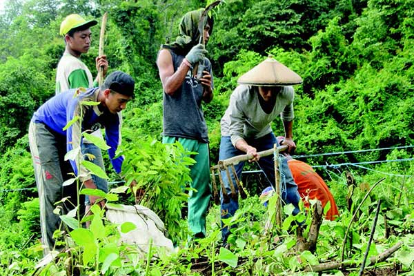 Selain membudidayakan gaharu, Maharani juga mengajak masyarakat menanam tanaman lainnya seperti jagung.