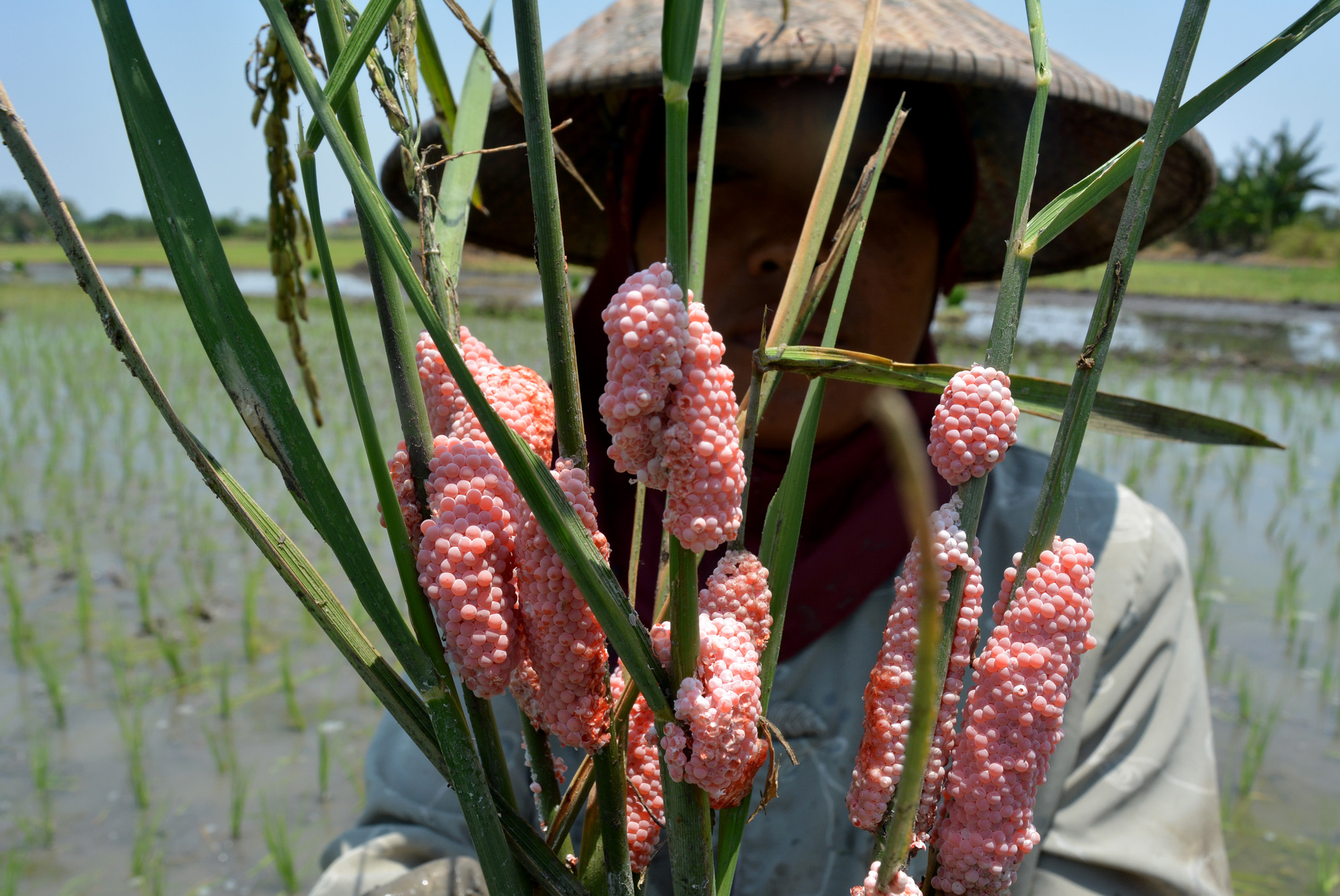 Diserang Hama Keong Mas, Petani di Lebak Dua Kali Tanam Padi