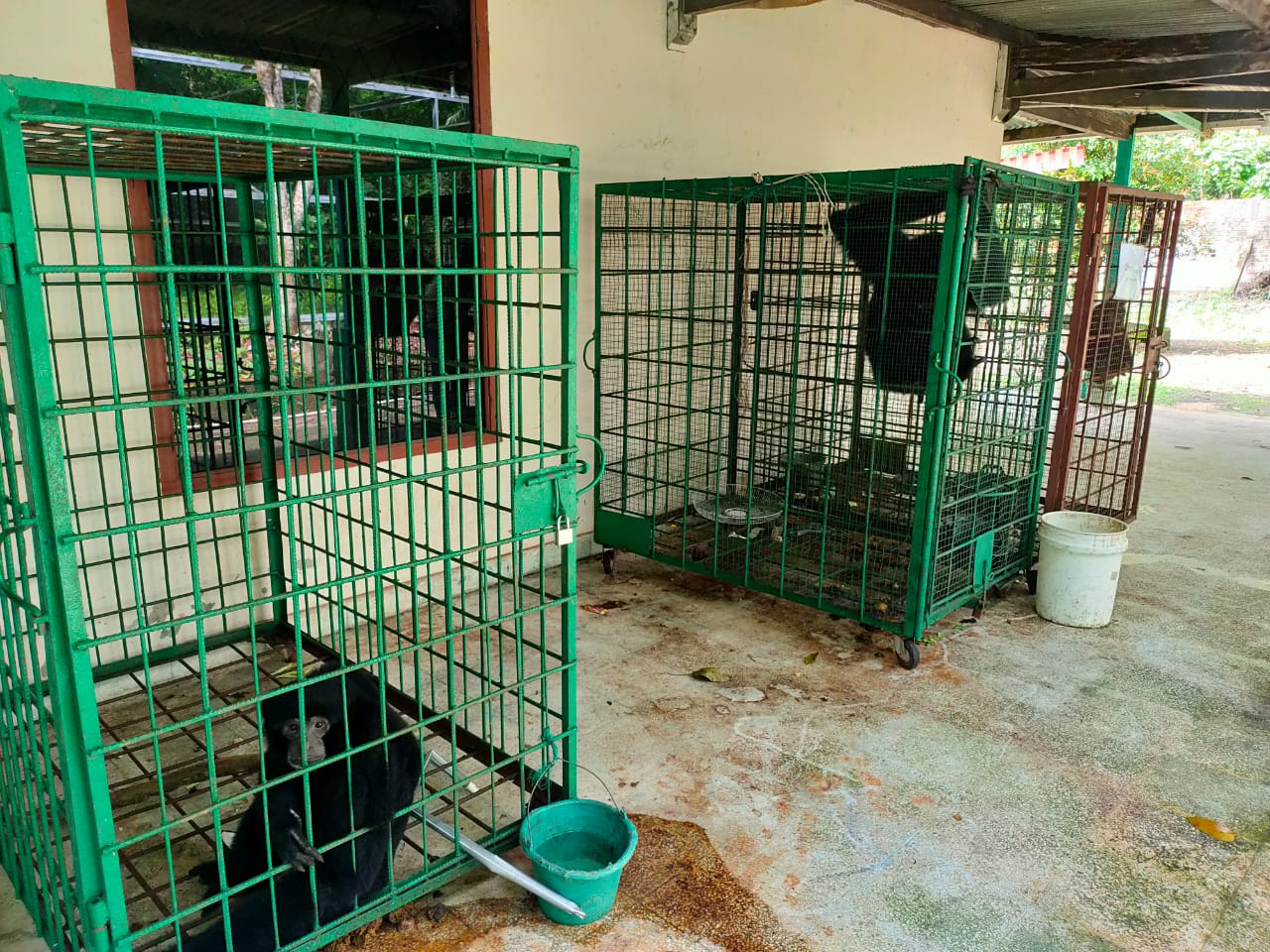 BKSDA Sumsel akan melepasliarkan enam siamang yang diserahkan warga ke Suaka Margasatwa Isau-isau Lahat. 