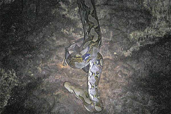 Bertualang di Istana Ular