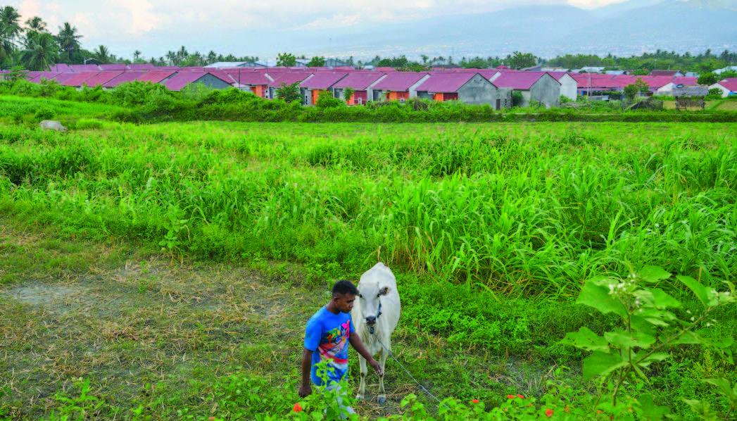 PENYALURAN FLPP: Warga menggembalakan ternak di sebuah kebun dengan latar belakang kompleks perumahan di Desa Boya Baliase