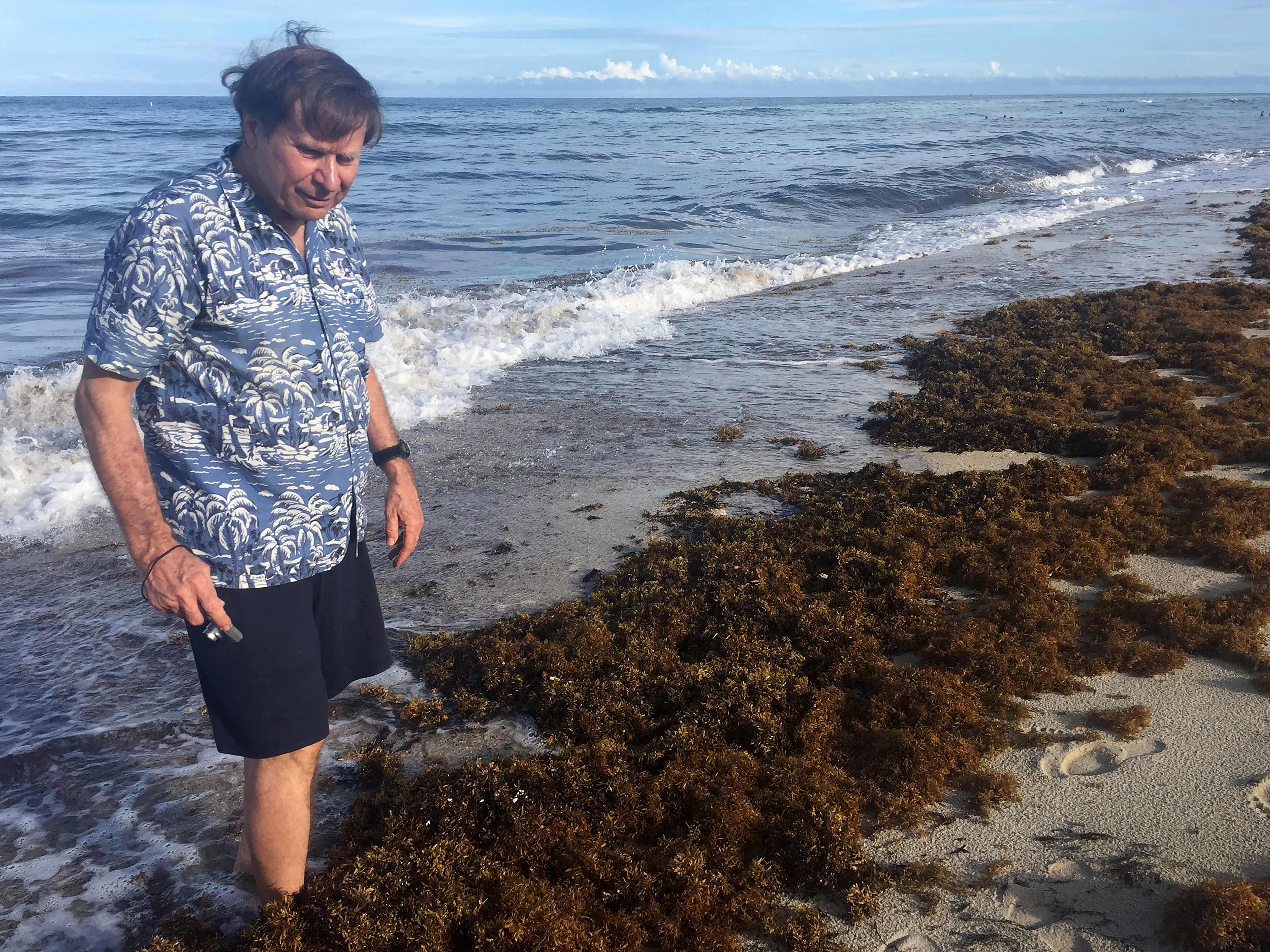 Jenis Rumput Laut ini Rusak Ekosistem Samudera Atlantik