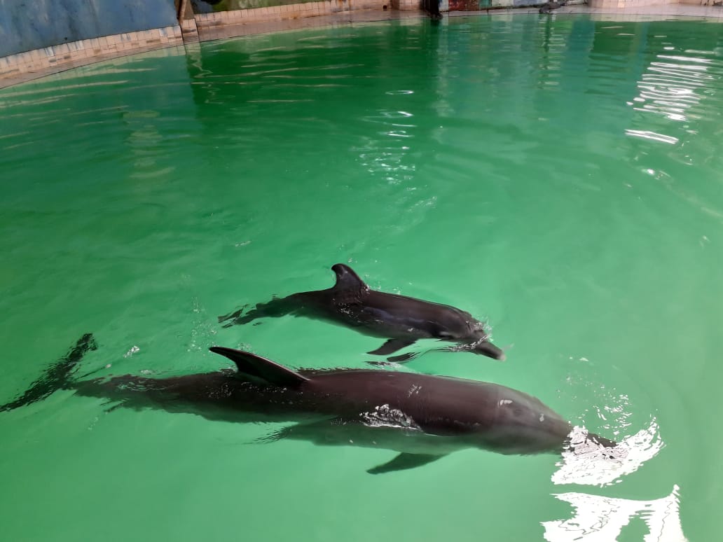 Bayi lumba-lumba Sri Kurnia dari jenis Tursiops aduncus lahir di Taman Satwa PT Wersut Seguni Indonesia.