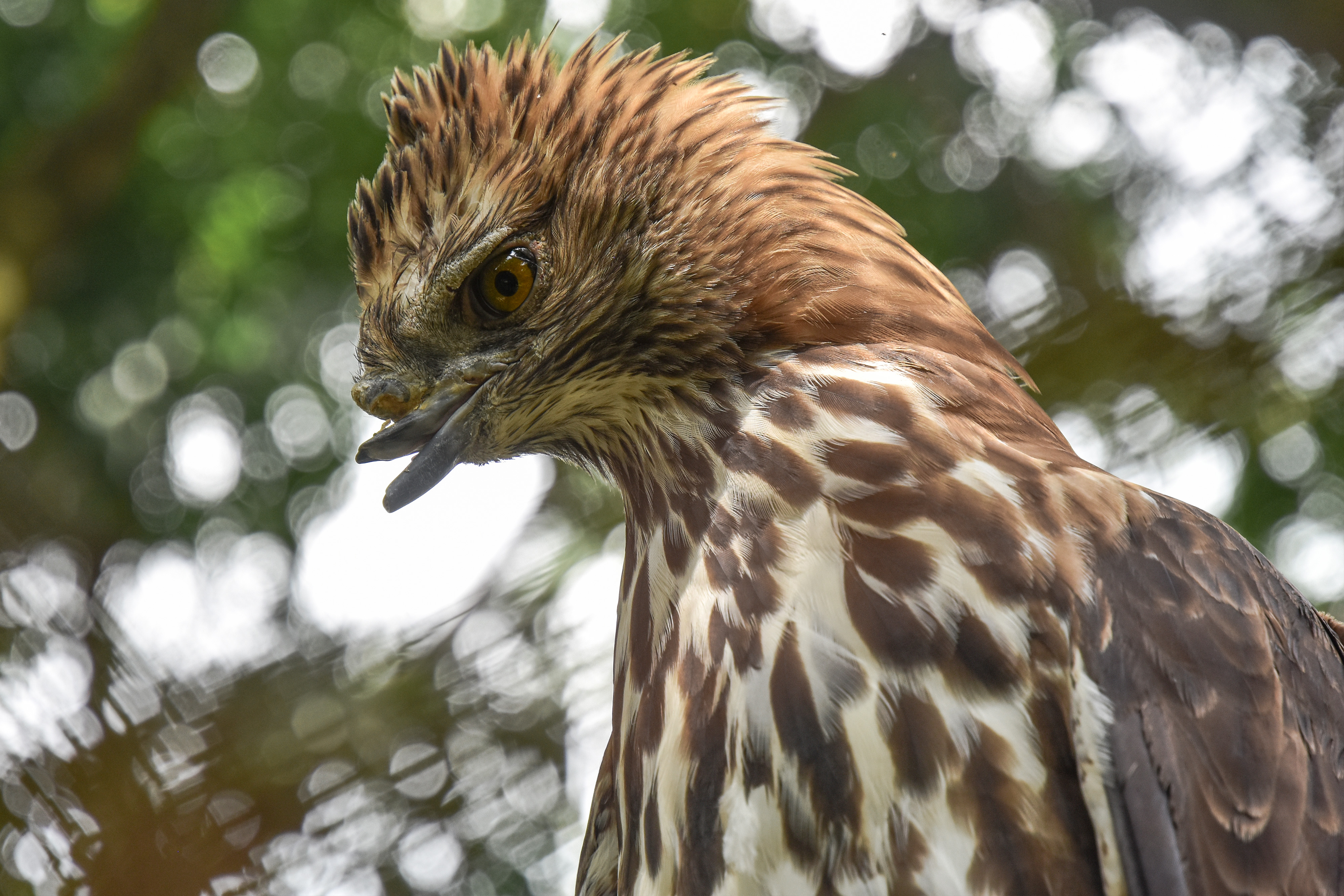 Elang Brontok (Nisaetus Cirrhatus) 