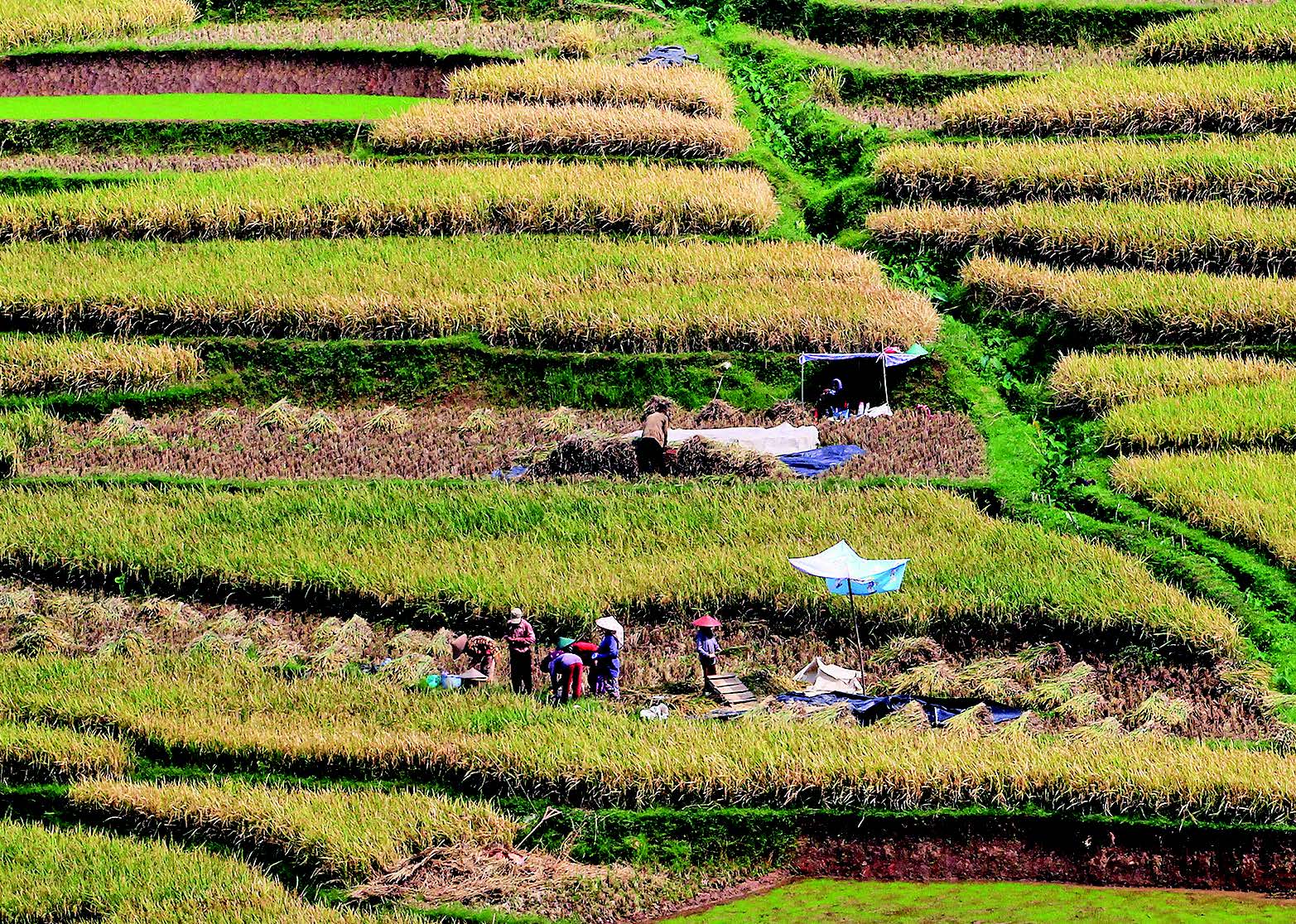 PANEN PADI: Petani memanen padi di areal sawah terasering Desa Bantaragung, Sindangwangi, Majalengka, Jawa Barat, Sabtu (14/11).