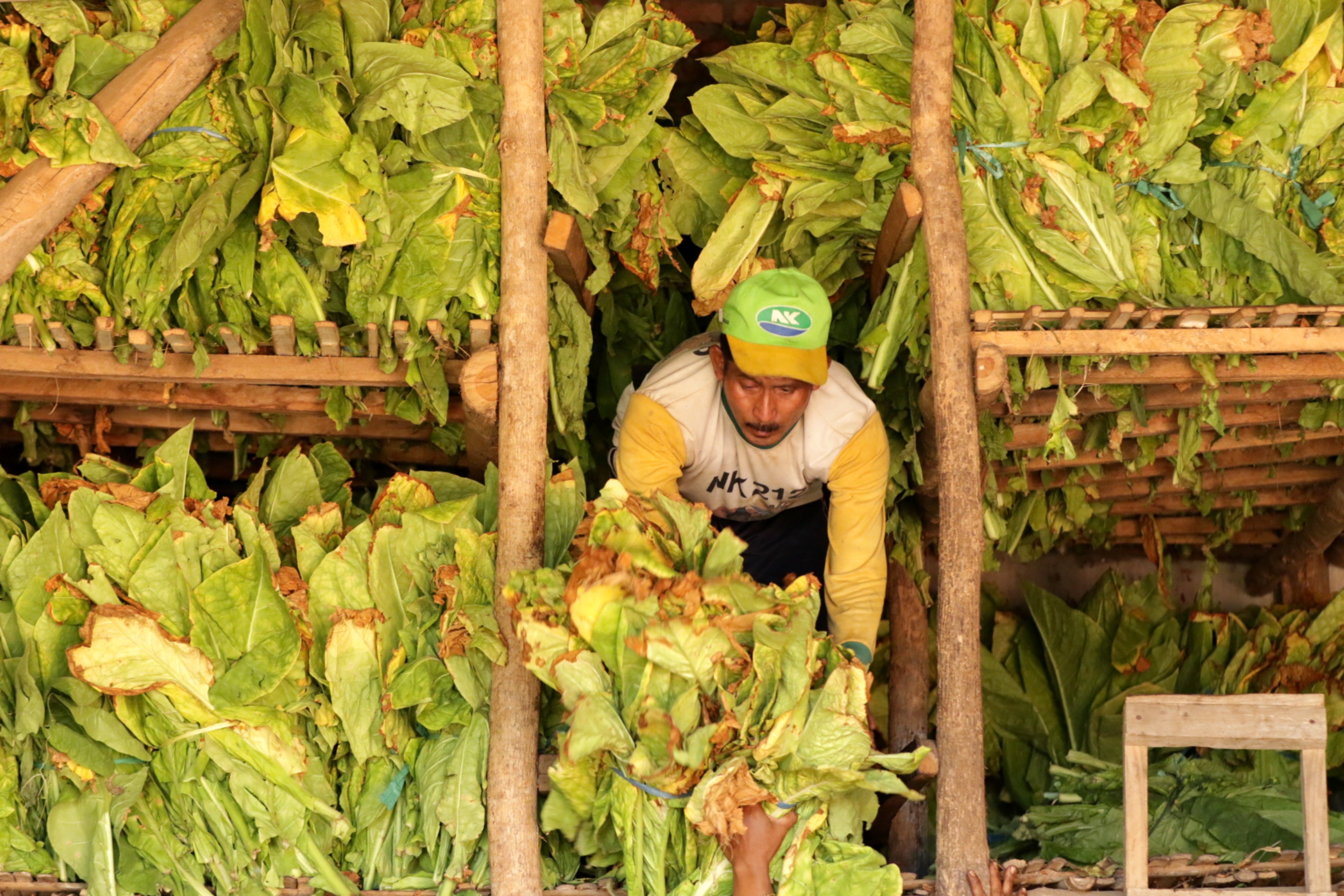 Petani sedang merapikan panenan tembakau