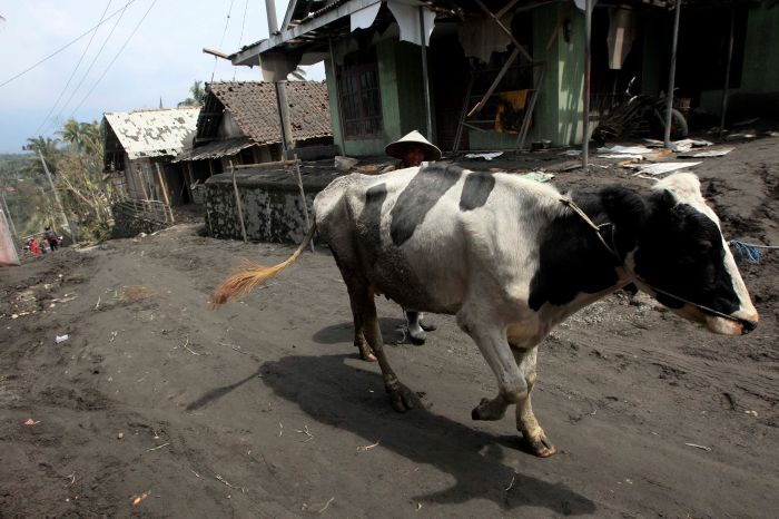 Petani membawa hewan ternak ke tempat pengungsian setelah status Merapi naik menjadi level Siaga.