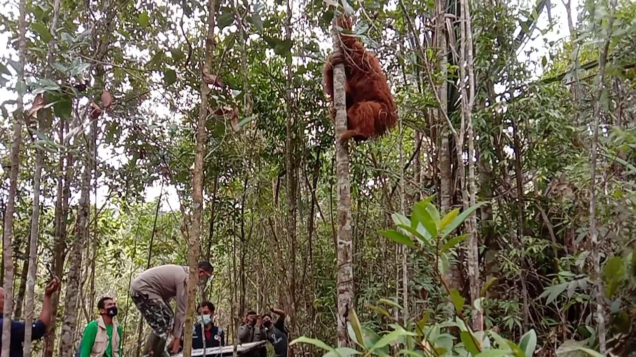  Bidang KSDA Wilayah III Padangsidimpuan bersama Tim HOCRU-OIC kembali melakukan pelepasliaran orangutan Tapanuli (Pongo tapanuliensis). 