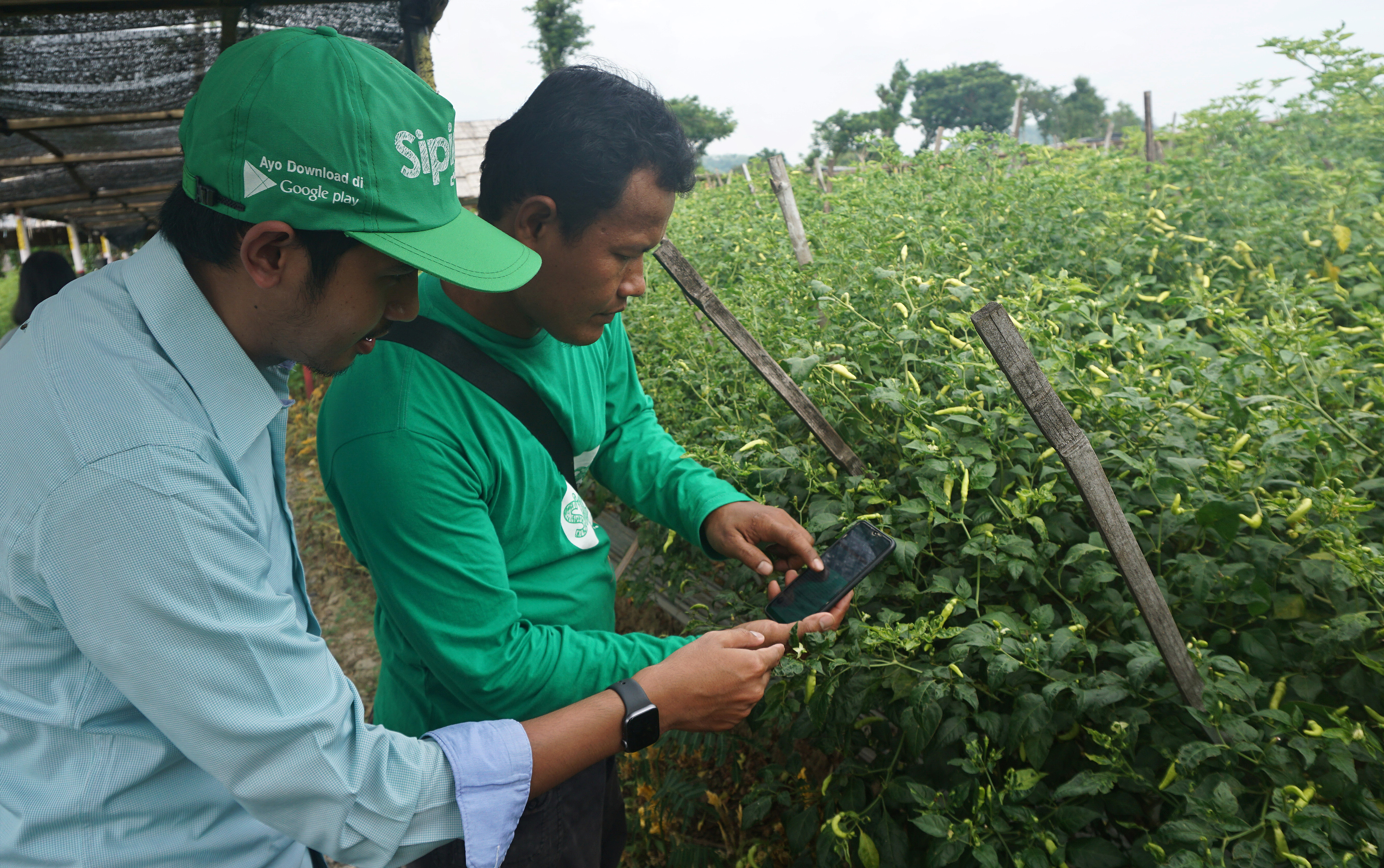 Ilustrasi--Petugas penyuluh (kiri) memberikan penjelasan kepada petani mengenai penyakit tanaman cabai dan pengendaliannya.