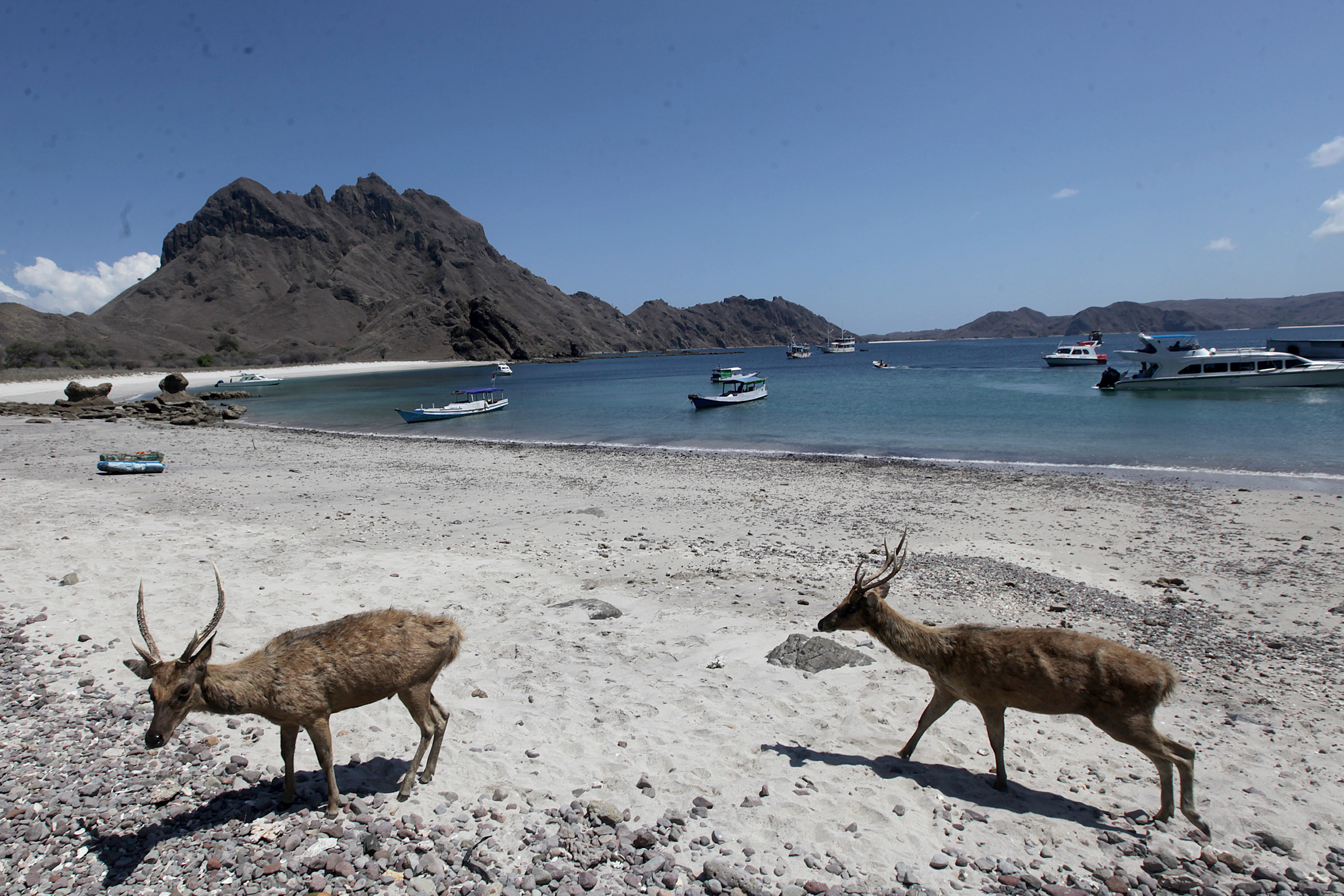Rusa endemik menyusuri pantai untuk mencari makan di Pulau Padar, Kawasan Taman Nasional Komodo, Labuan Bajo, Nusa Tenggara Timur.