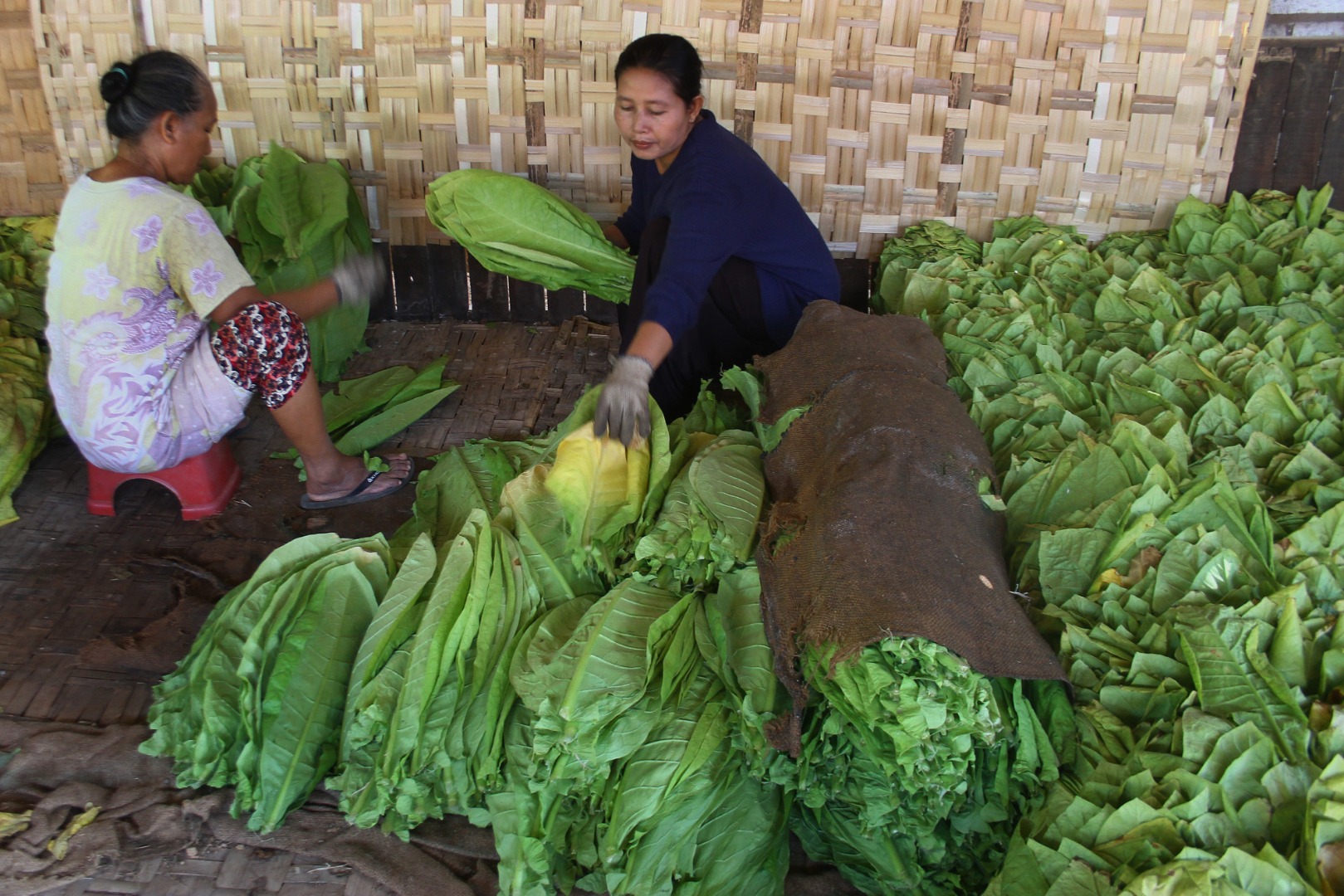 RENCANA KENAIKAN CUKAI HASIL TEMBAKAU: Petani menata daun tembakau hasil panen di Seren, Rembang, Jawa Tengah, Kamis (17/9/2020)