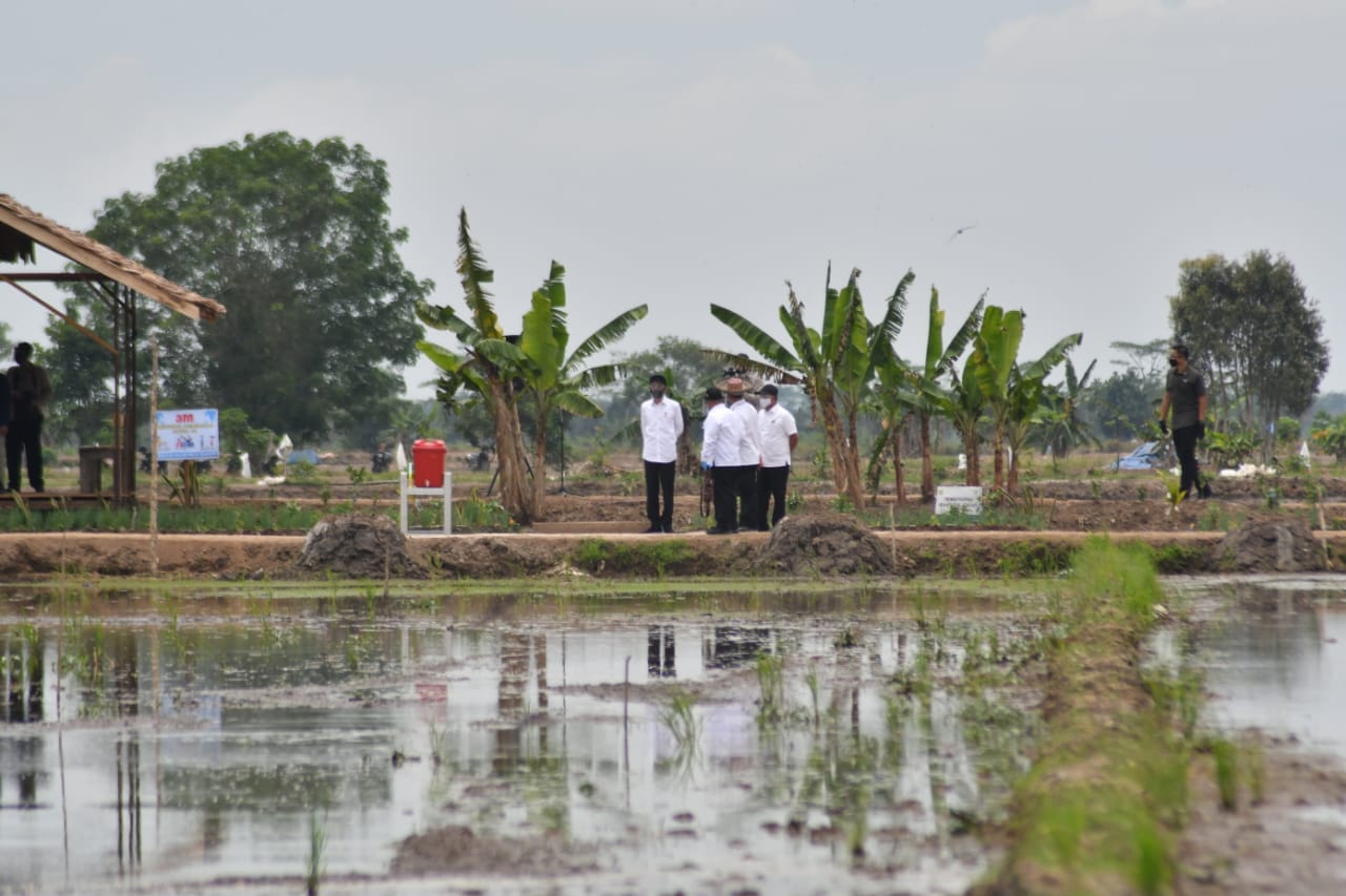 Presisden RI Joko Widodo saat meninjau Food Estate di kabupatenPulang Pisau Kalteng , Kamis (8/7/2020) 