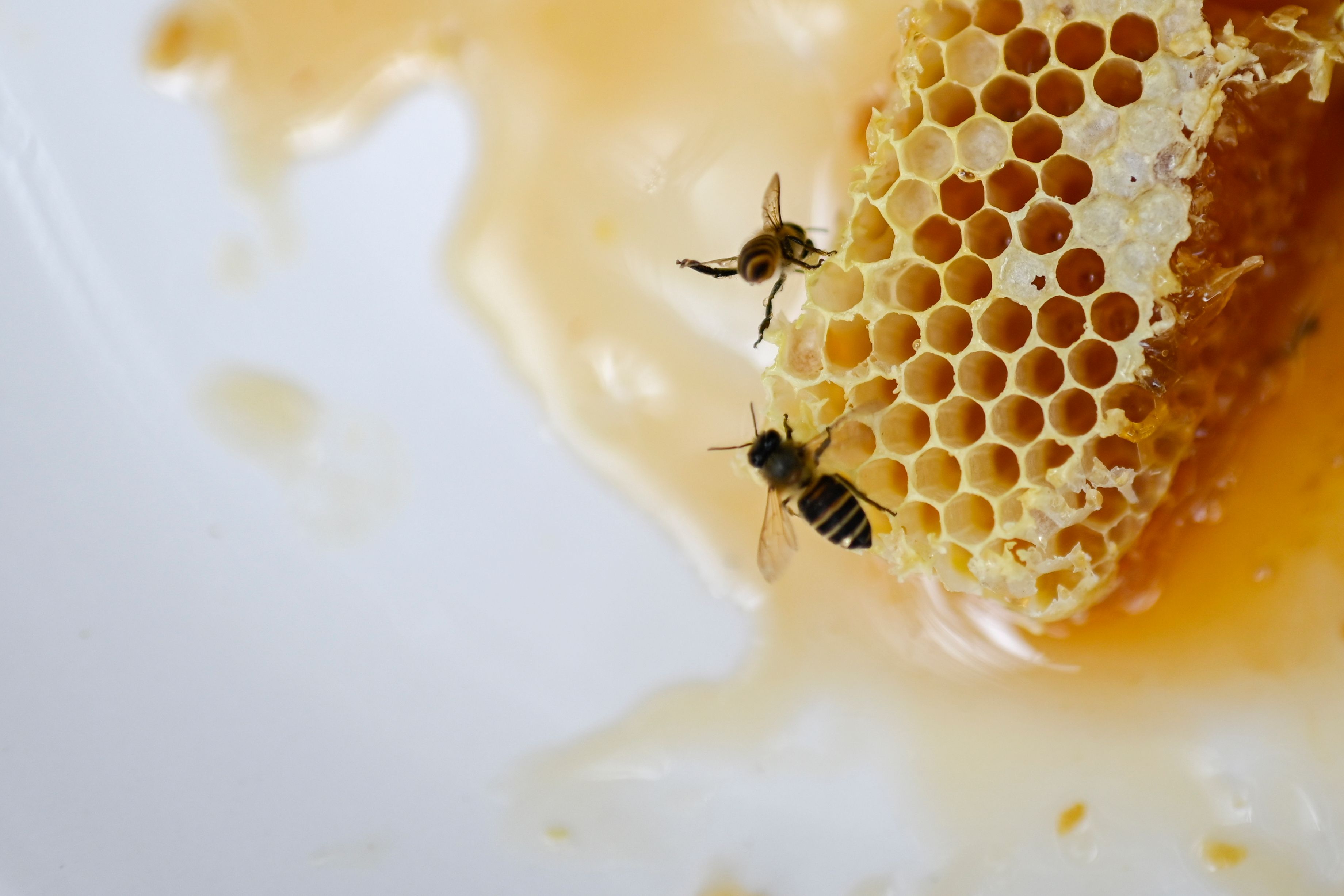 Penangkaran lebah di Provinsi Zhejiang, Tiongkok