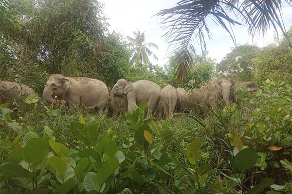 Gajah liar masuk ke permukiman penduduk di Kabupaten Bener Meriah, Aceh