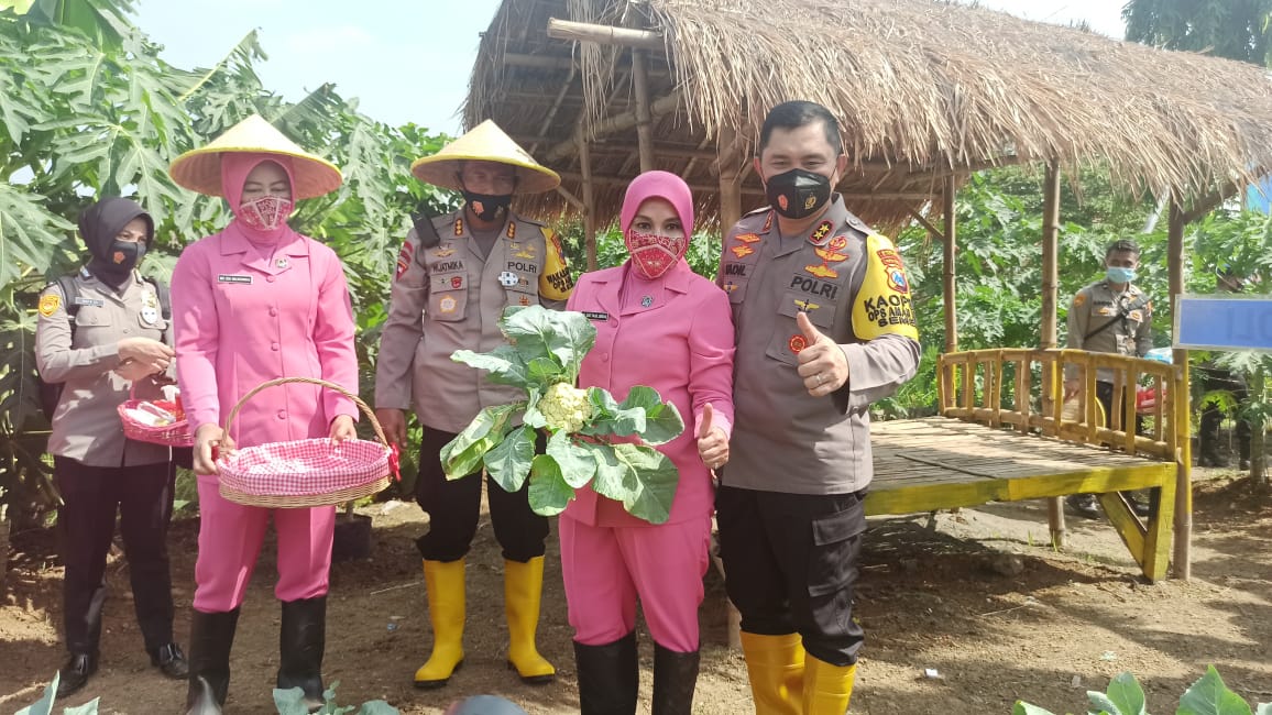Kapolda Jatim Irjen M Fadil Imran panen raya sayuran dan tabur benih ikan di Kabupaten Sidoarjo, Rabu (11/11).