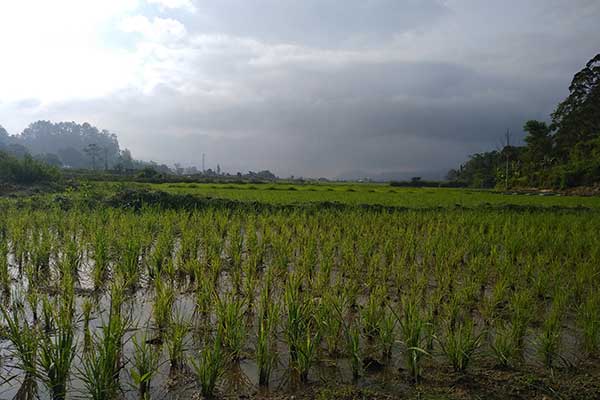 Areal Persawahan sebelumnya lahan tidur menjadi lahan produktif, di Desa Hutatoruan, Tarutung, Kabupaten Tapanuli Utara, Sumatra Utara.