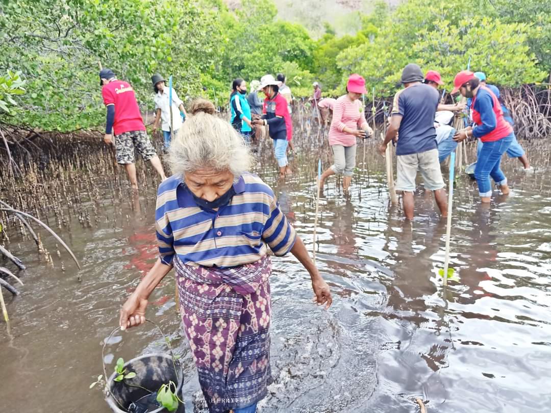 Petani di Sikka tanam anakan mangrove