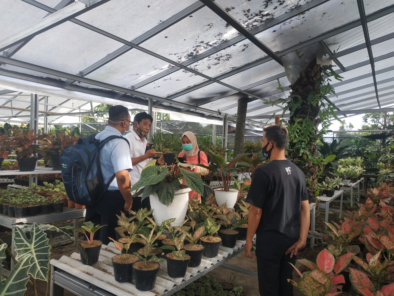 Bisnis tanaman hias di tengah pandemi ternyata menguntungkan. Omzet penjualan tanaman hias terus naik.