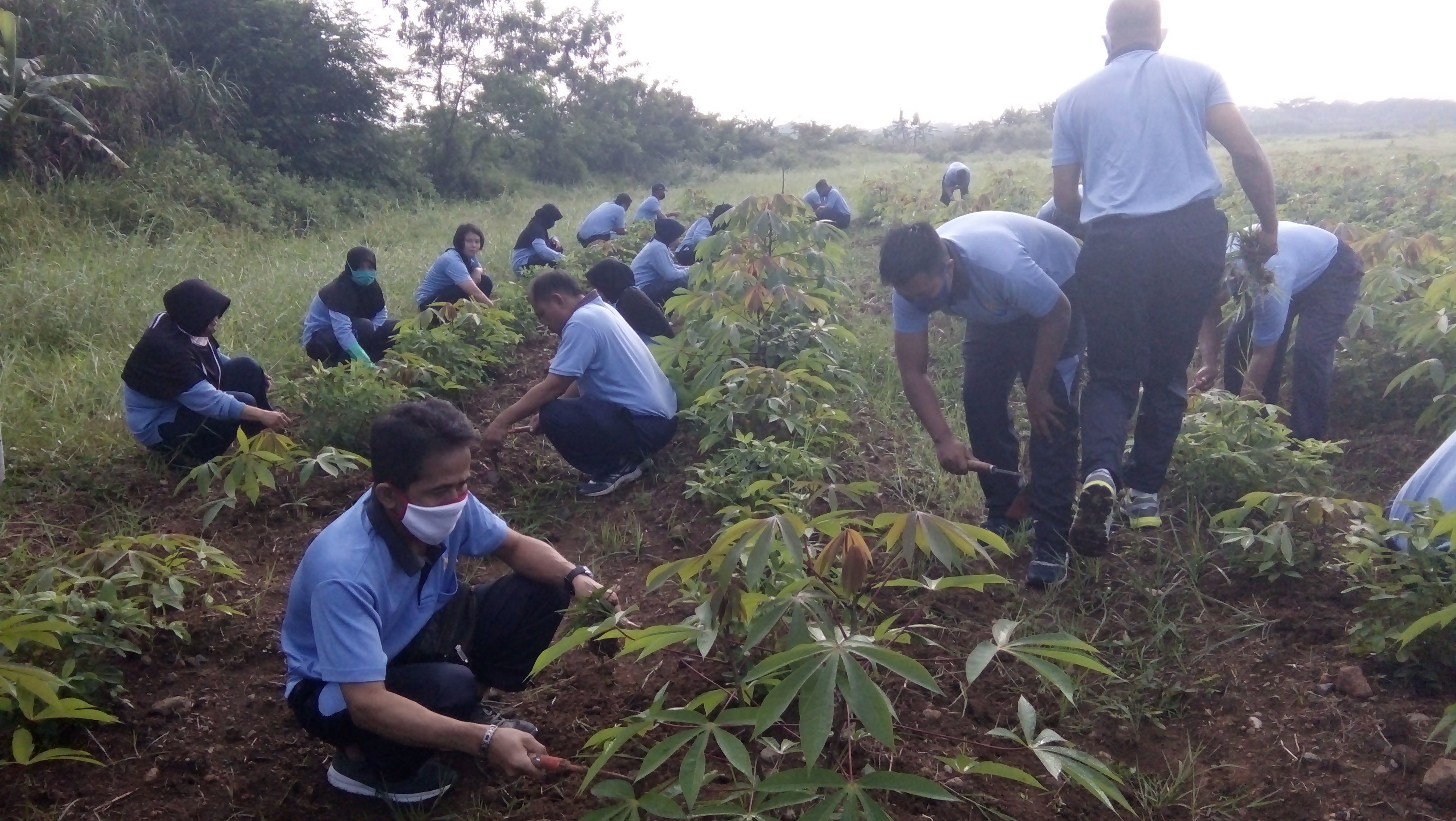 Sejumlah anggota TNI-AU dan istri tengah berkegiatan di lahan pertanian milik Lanud Wiriadinata, Tasikmalaya.