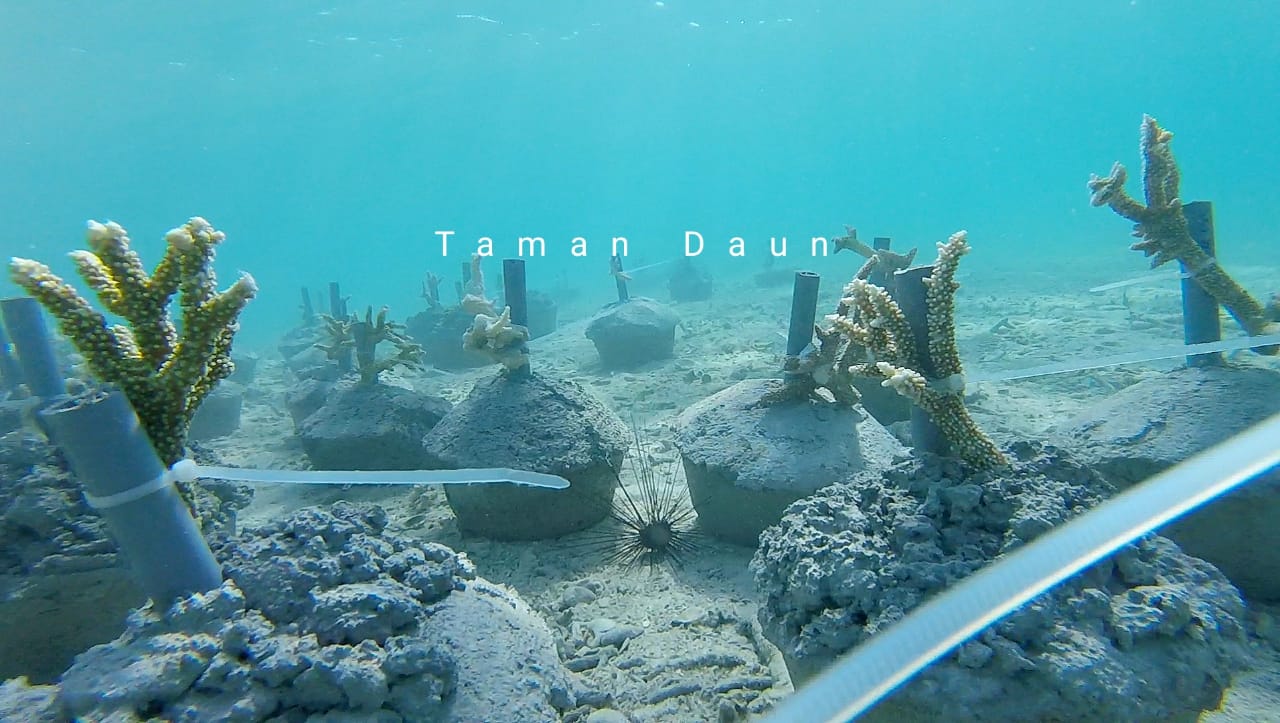 Relawan komunitas Taman Daun menanam lagi terumbu karang di Teluk Lewoleba agar menjadi taman laut kembali.