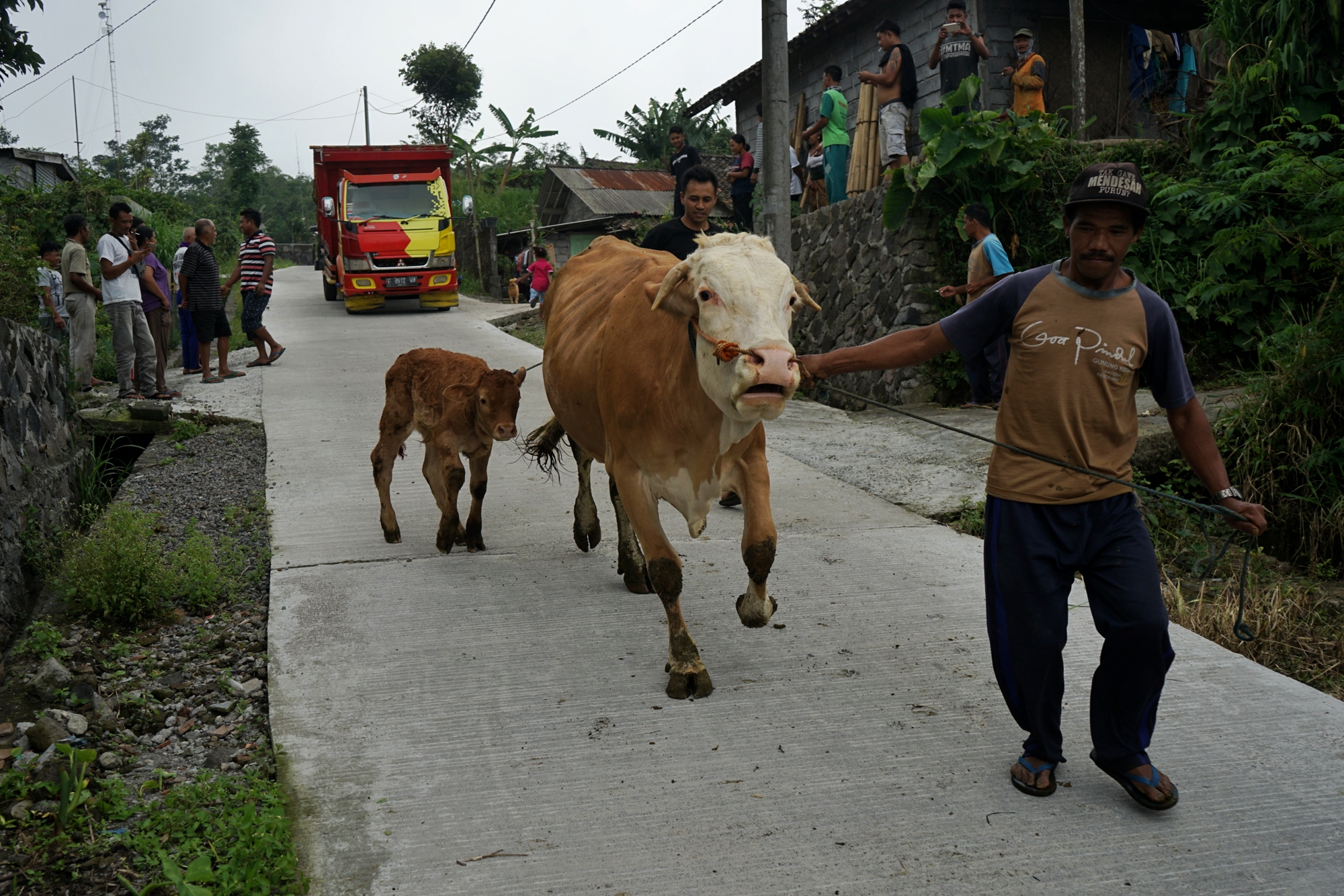  Warga mengevakuasi hewan ternak di Kalitengah lor, Cangkringan, Sleman, D.I Yogyakarta, Senin (9/11/2020).