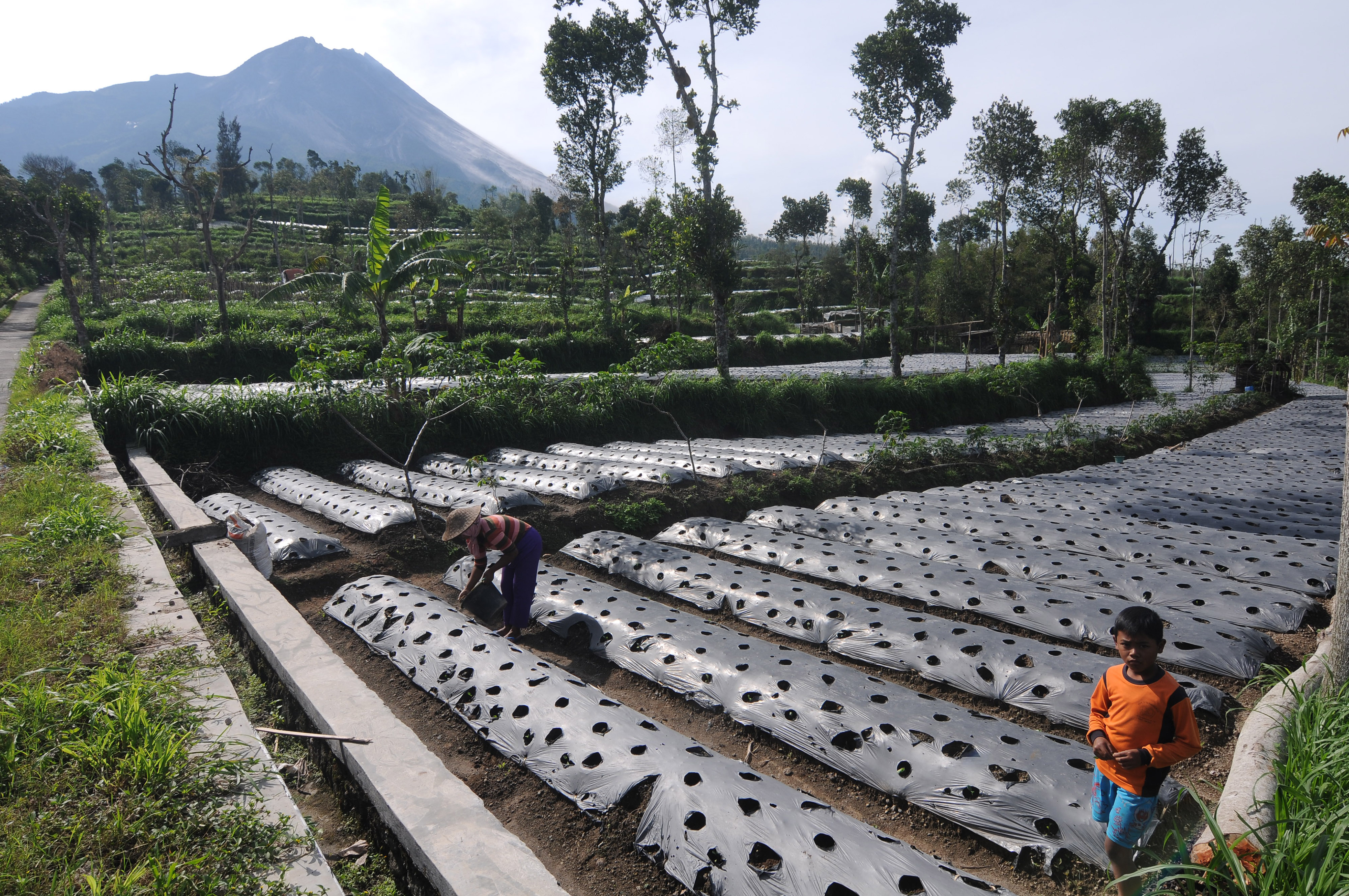 Aktivitas pertanian di lereng Gunung Merapi, Jawa Tengah.