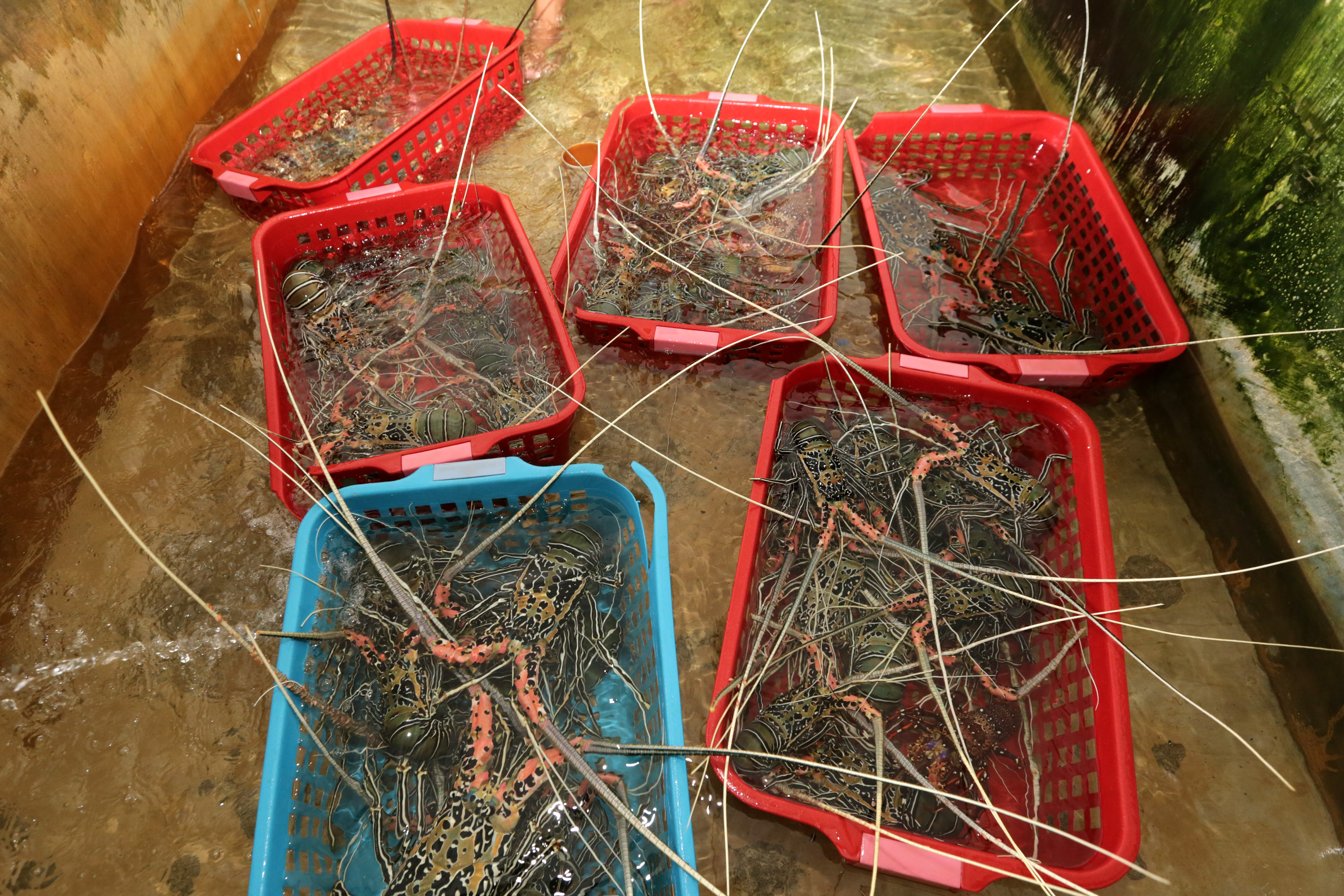 Lobster siap ekspor di Aceh