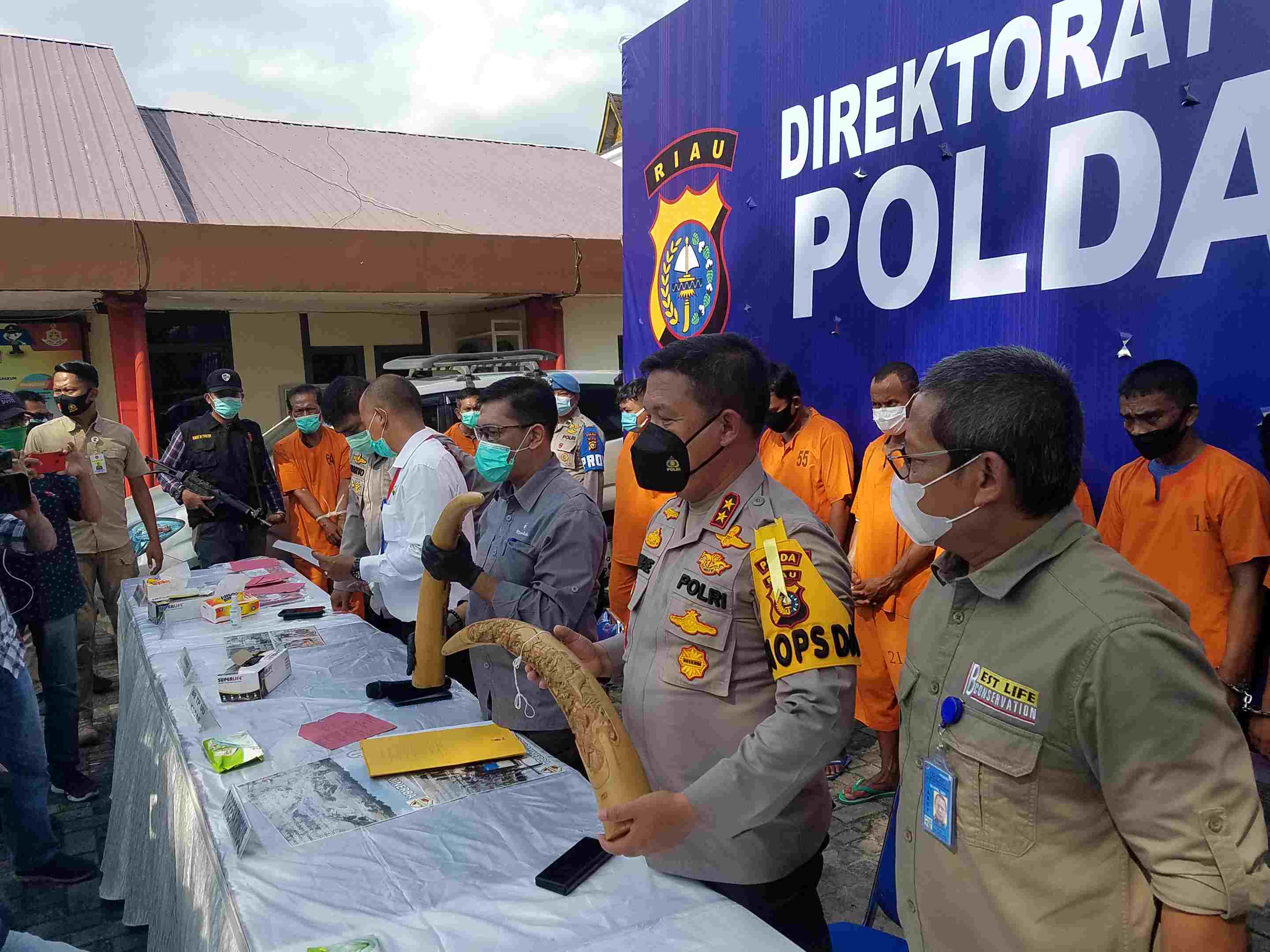 Polda Riau gagalkan penjualan gading gajah.