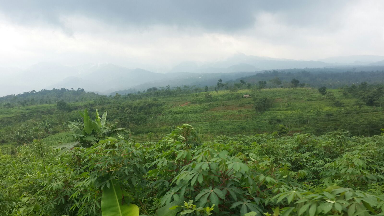 Lahan yang menghijau eks Perkebunan PT Tratak yang terlantar kini telah menghijau digarap oleh ratusan petani .