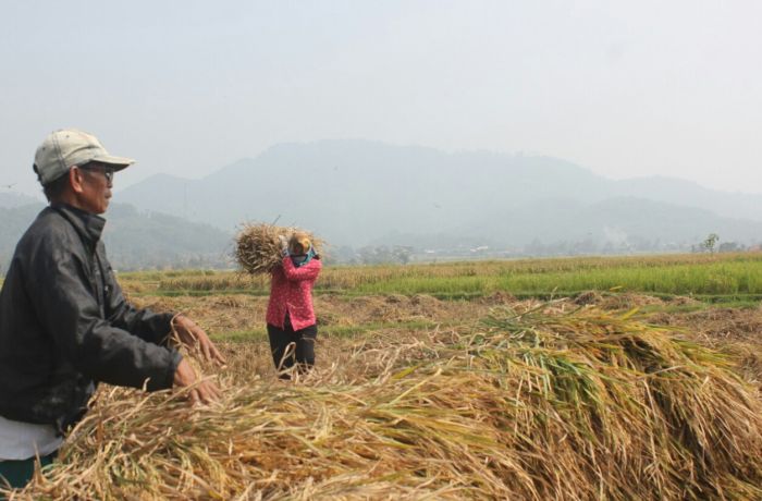 Ilustrasi petani memanen padi. Petani di Kabupaten Ciamis, bisa menanam tiga kali dalam setahun setelah rehabilitasi jaringan irigasi.. 